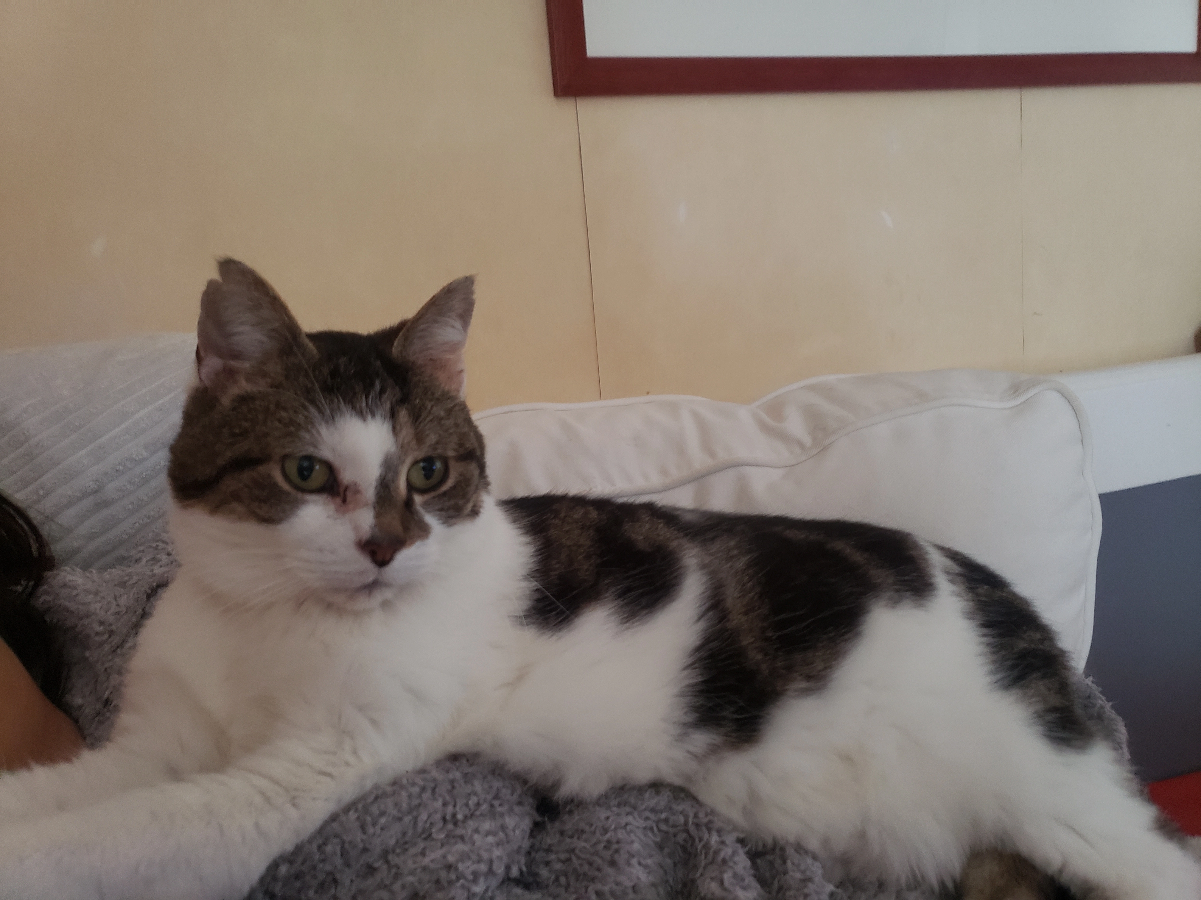 Gaston Gannon - 46 Rue François Mauriac, Angers