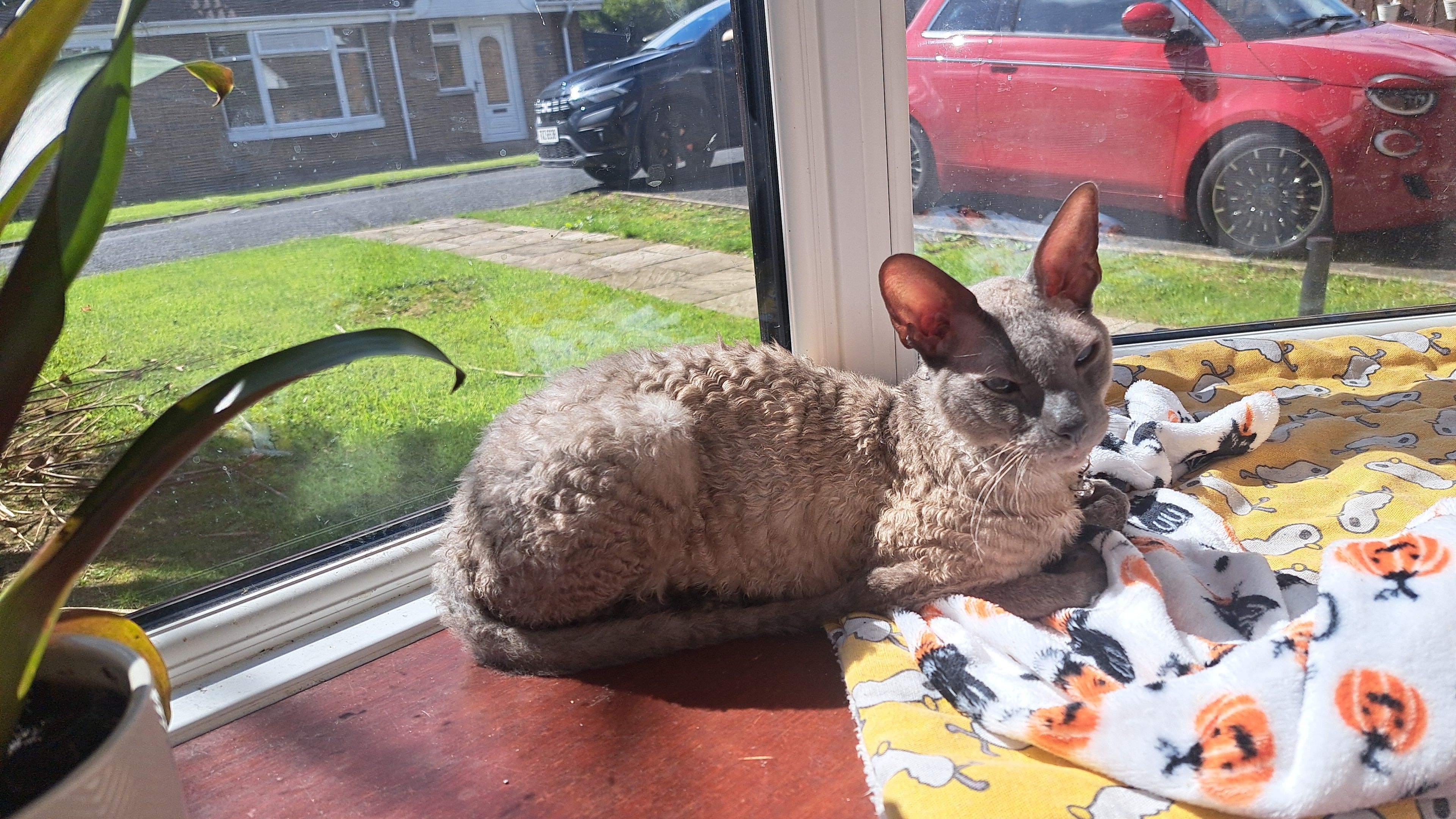 Anubis - Collingwood Drive, Craigavon