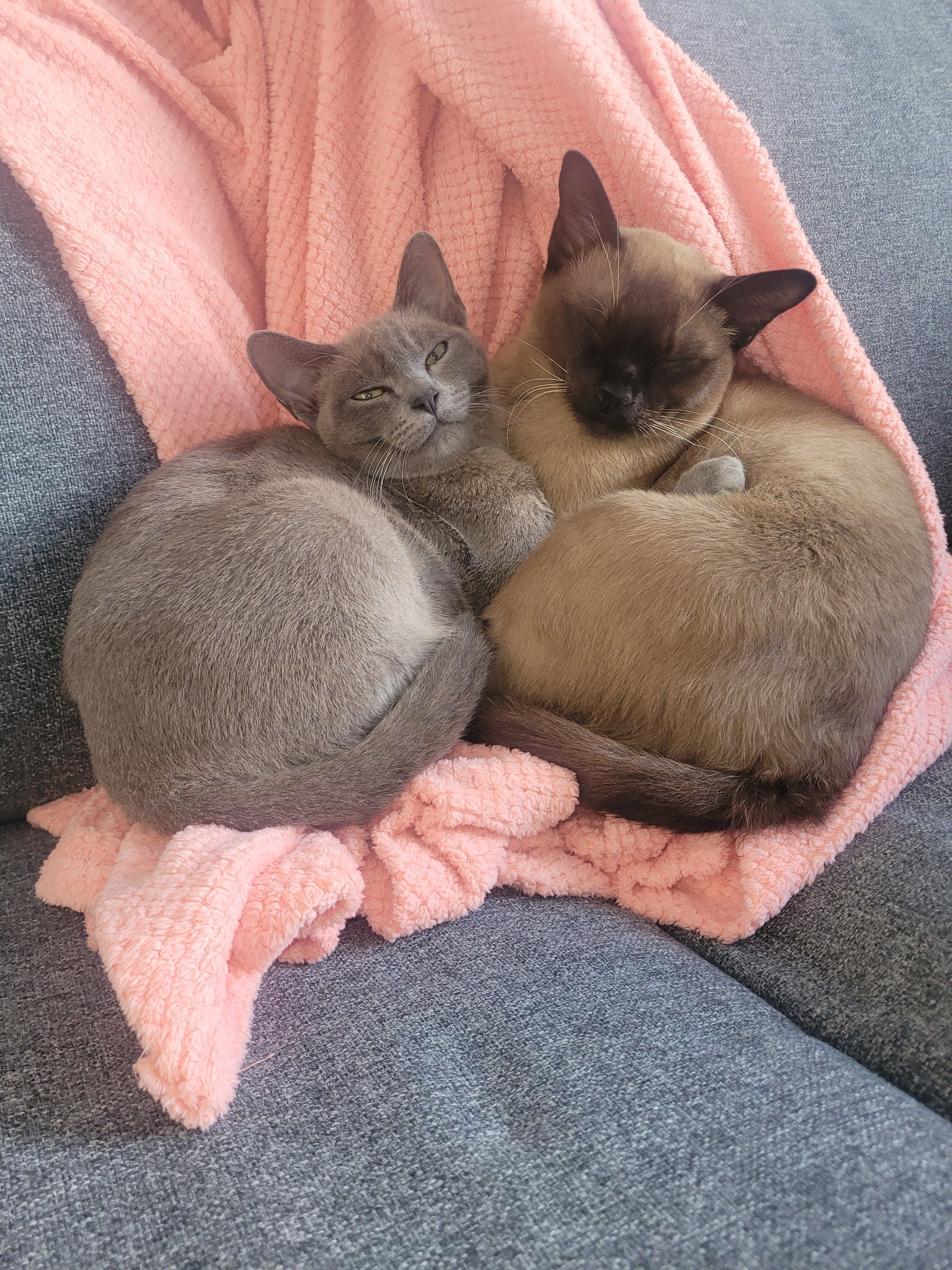 Dusty  - Chapel Street, Newhaven