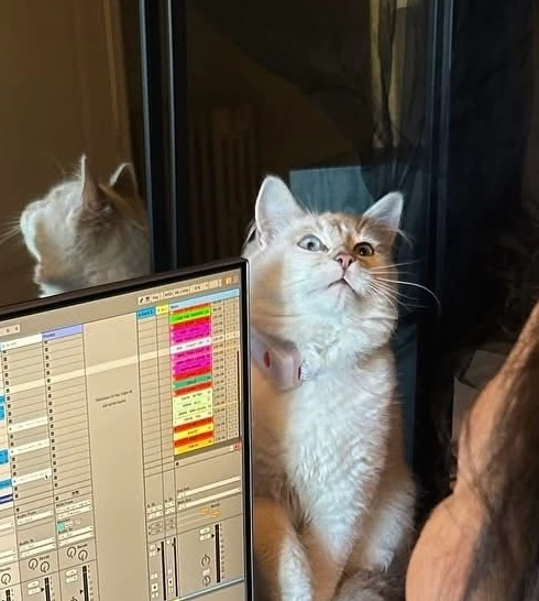 Missing Cat - Route du Fief-Sauvin, Montrevault-sur-Èvre