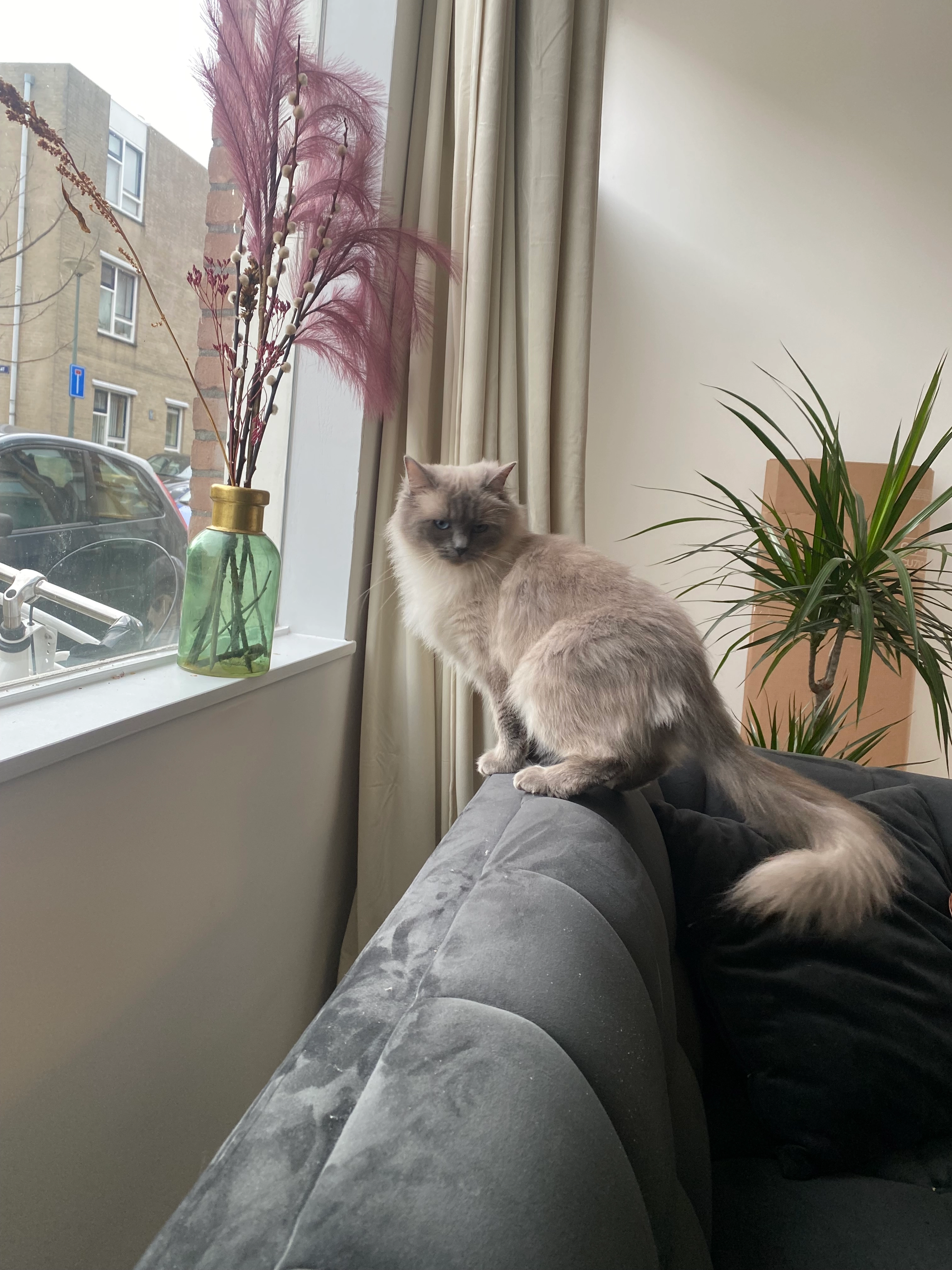 Rosie  - Route De Thuis, Courbouzon