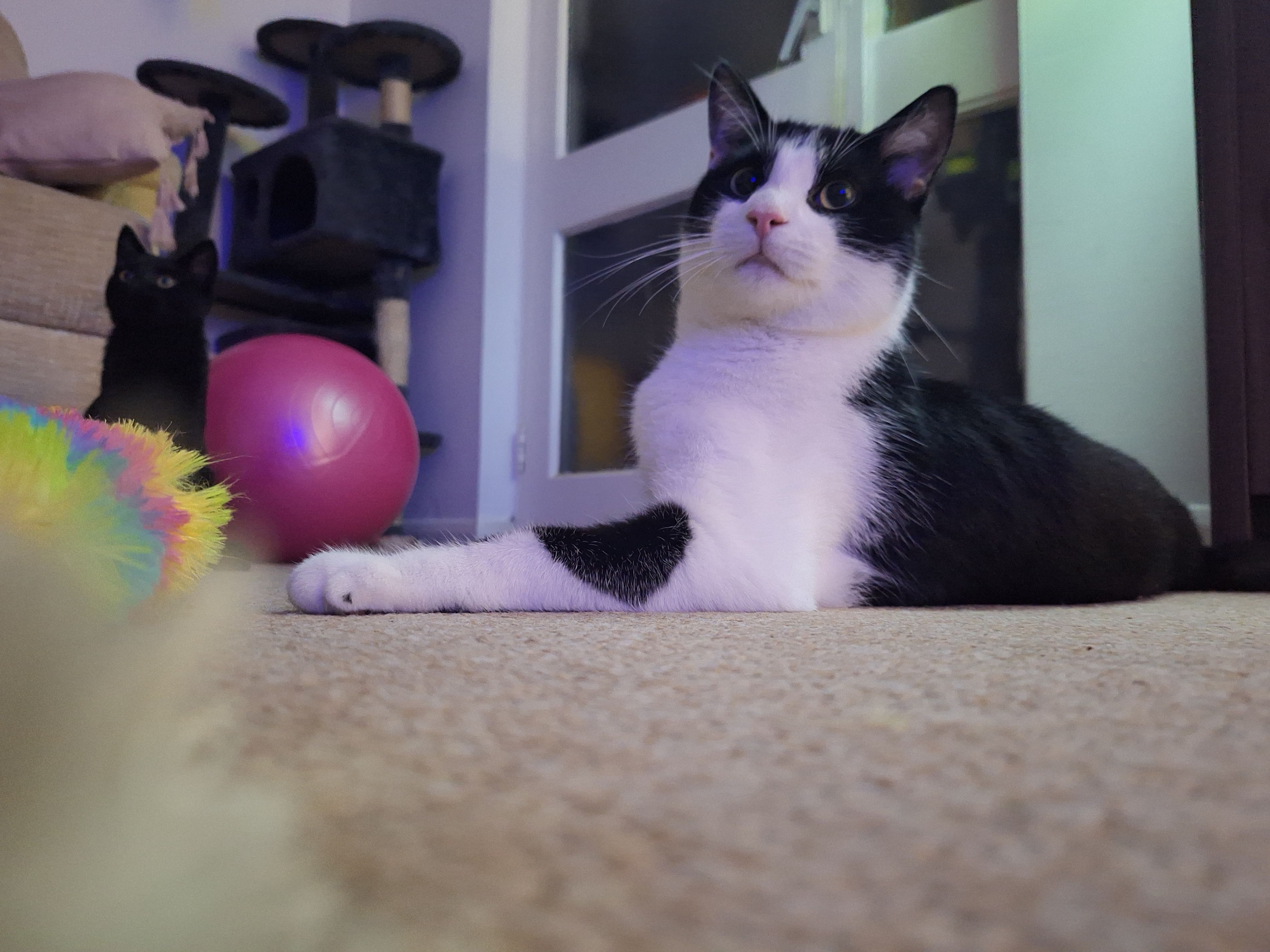 Mally - Winterbourne Road, Chichester