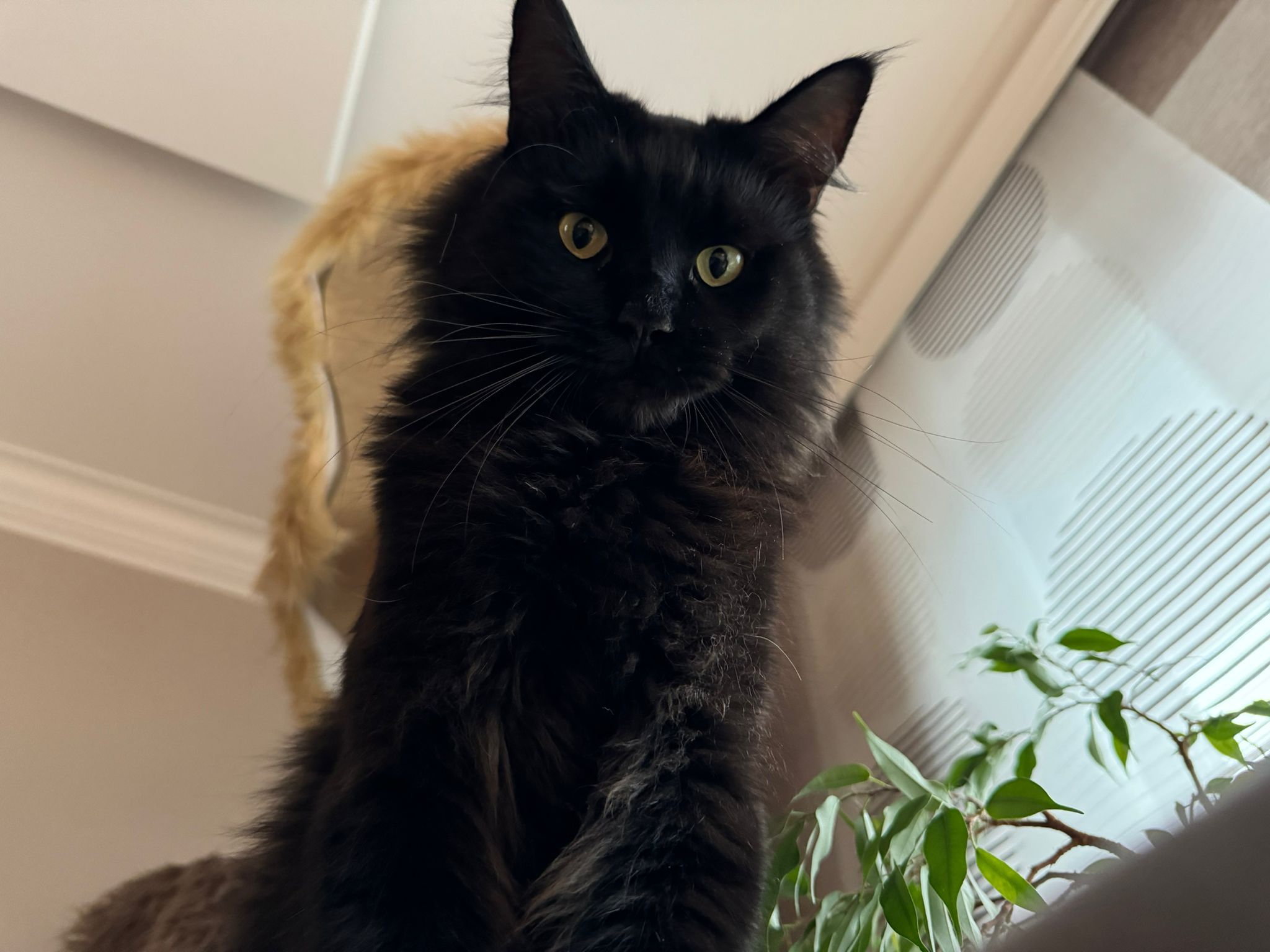 Chuma - Neue Gasse 40, Laa an der Thaya