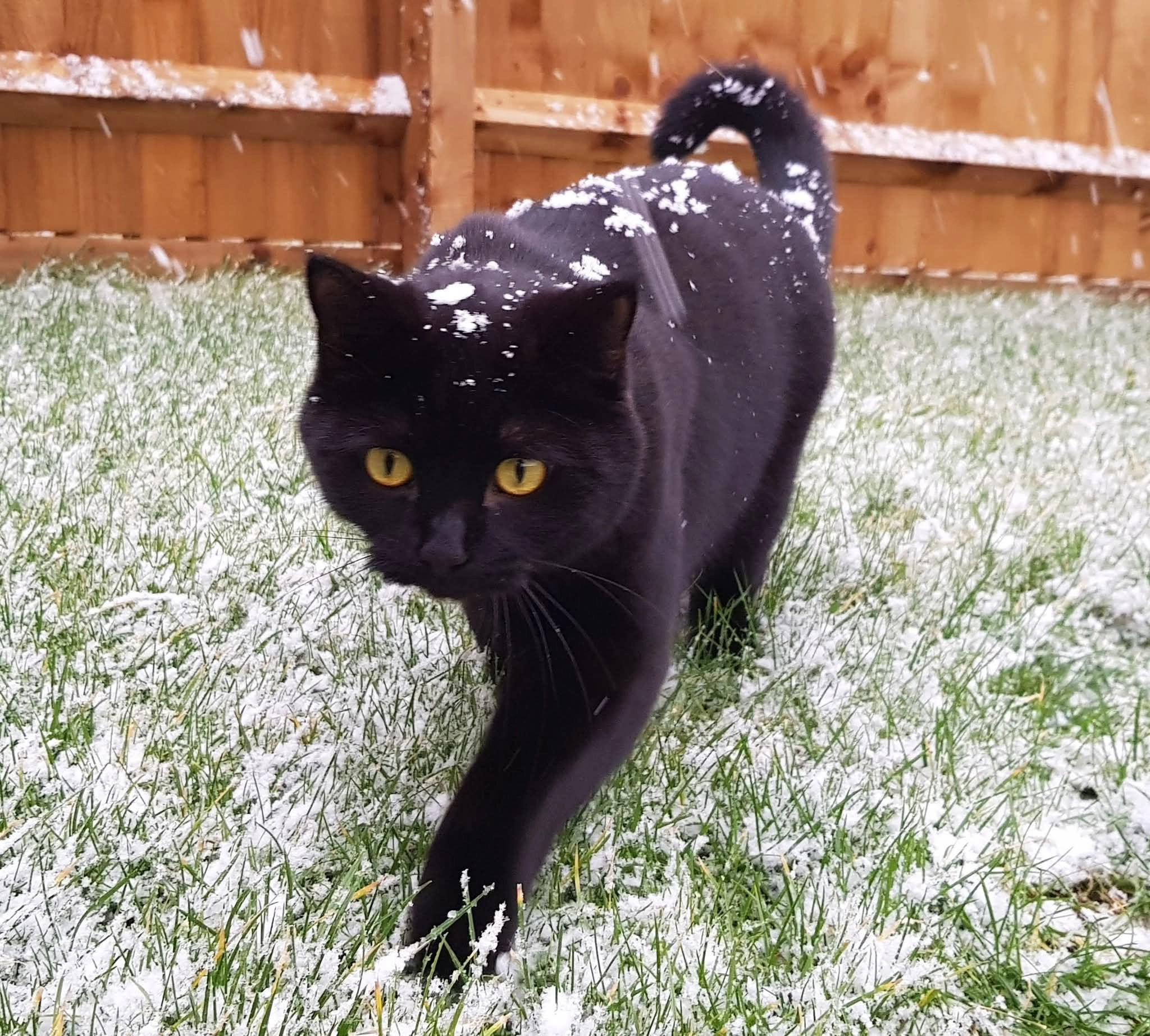 Mochi - Boxcar Close, Kettering