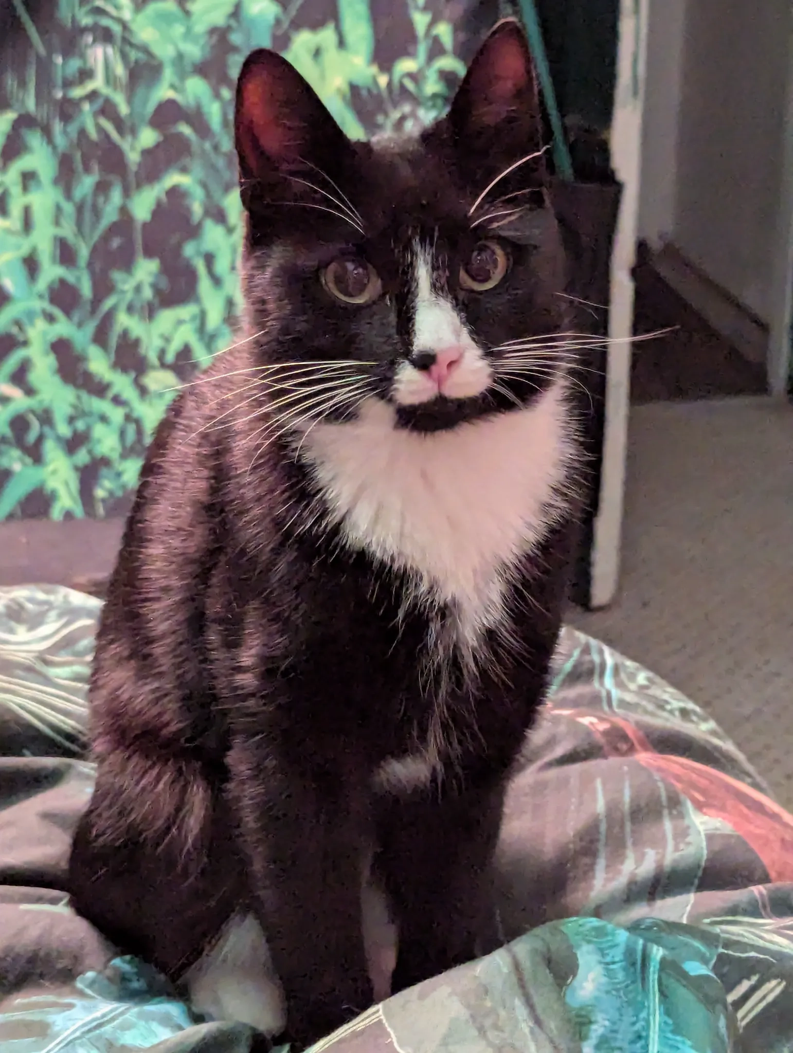 Kiwi - The Quadrant, Manchester