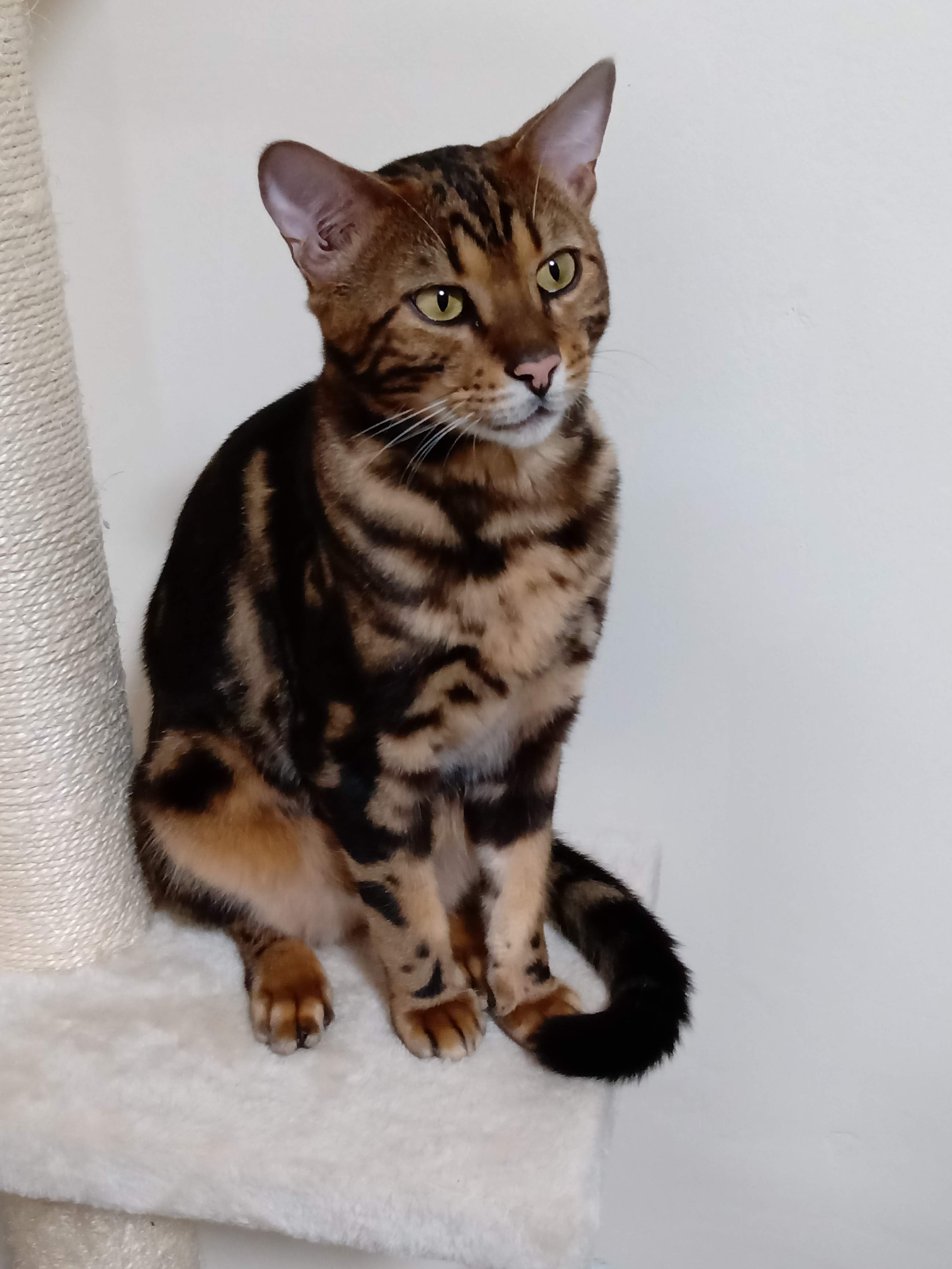 Dexter - Molinnis Road, Bugle, St Austell