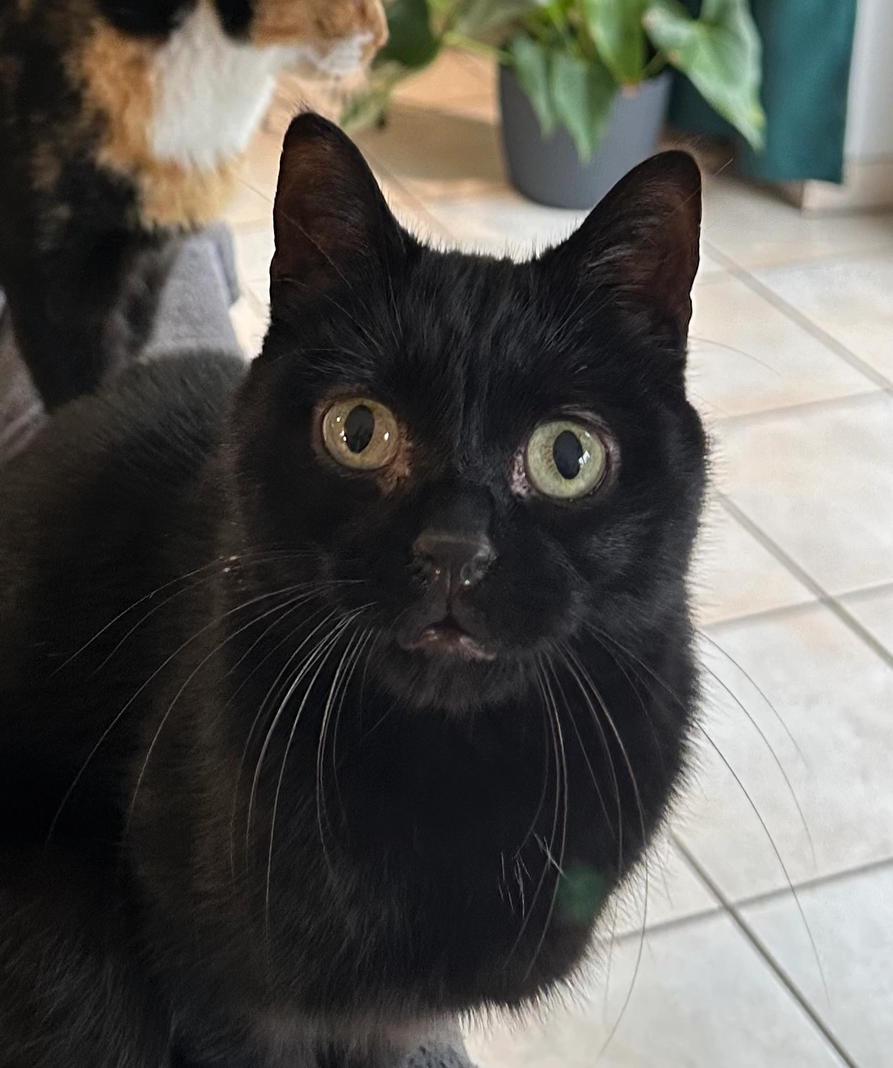 Filou - Erdenbach, Saarburg