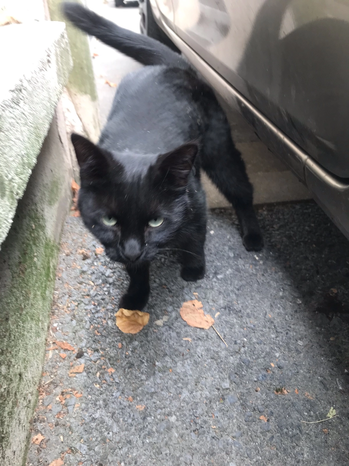 Chat - Boulevard Albert 1er, Reims