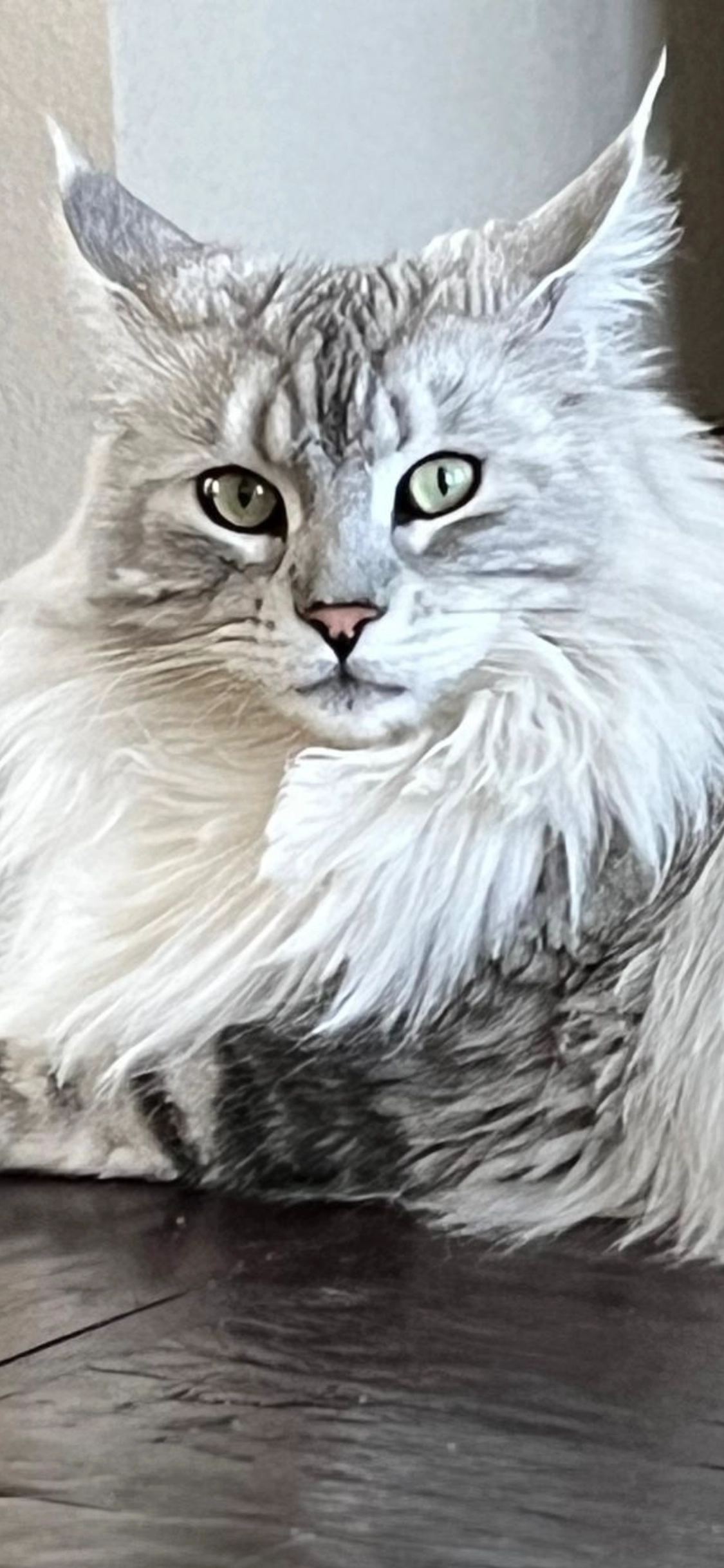 Mystique - Patrijslaan, Budel