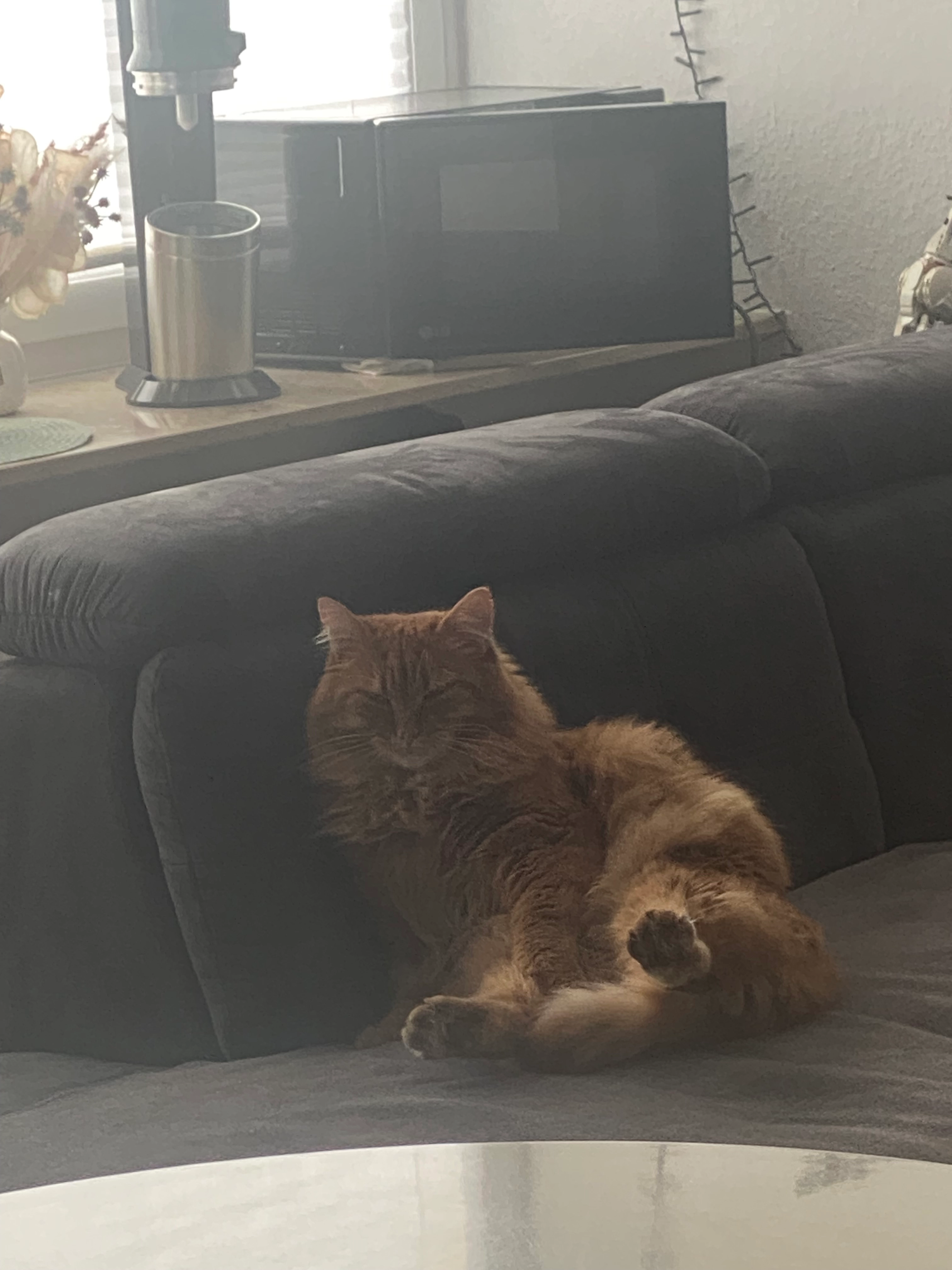 Jacky  - Grenzhöfer Straße, Plankstadt