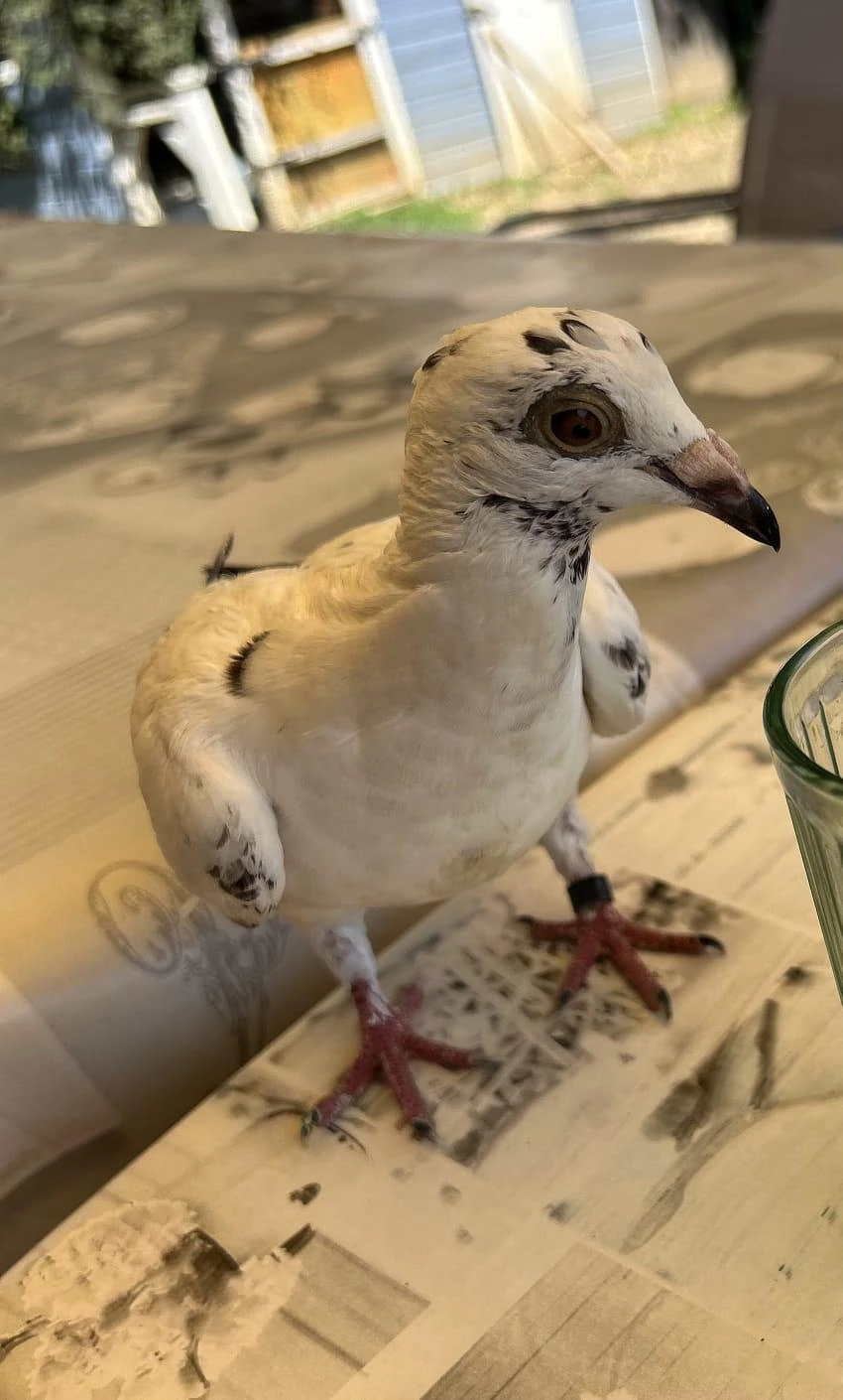 Petit truc - Avenue Du Pont Royal, Étréchy