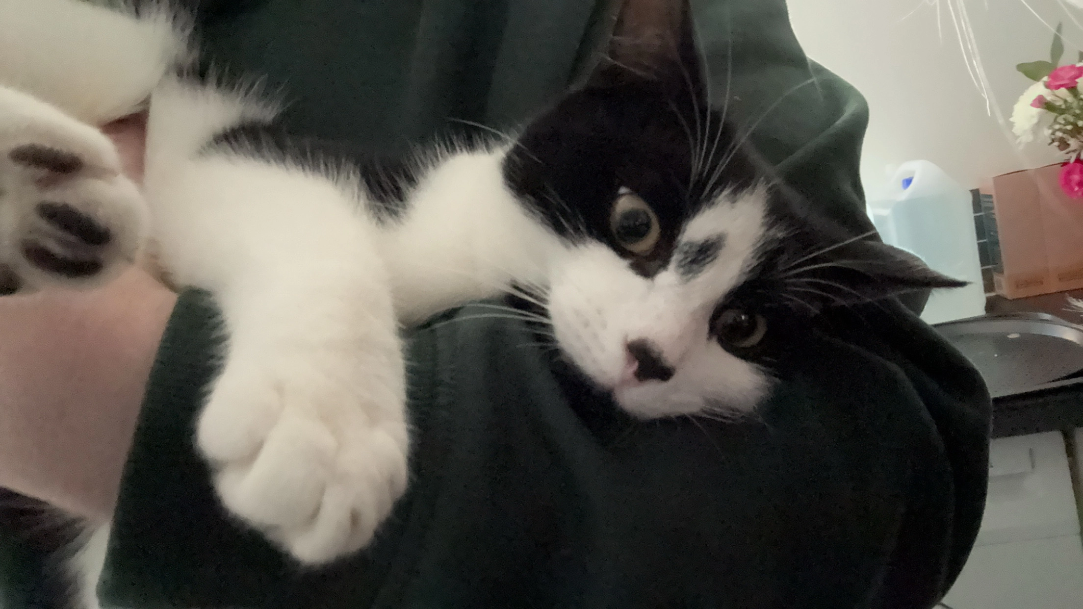 Mochi - Coxlodge Terrace, Newcastle upon Tyne