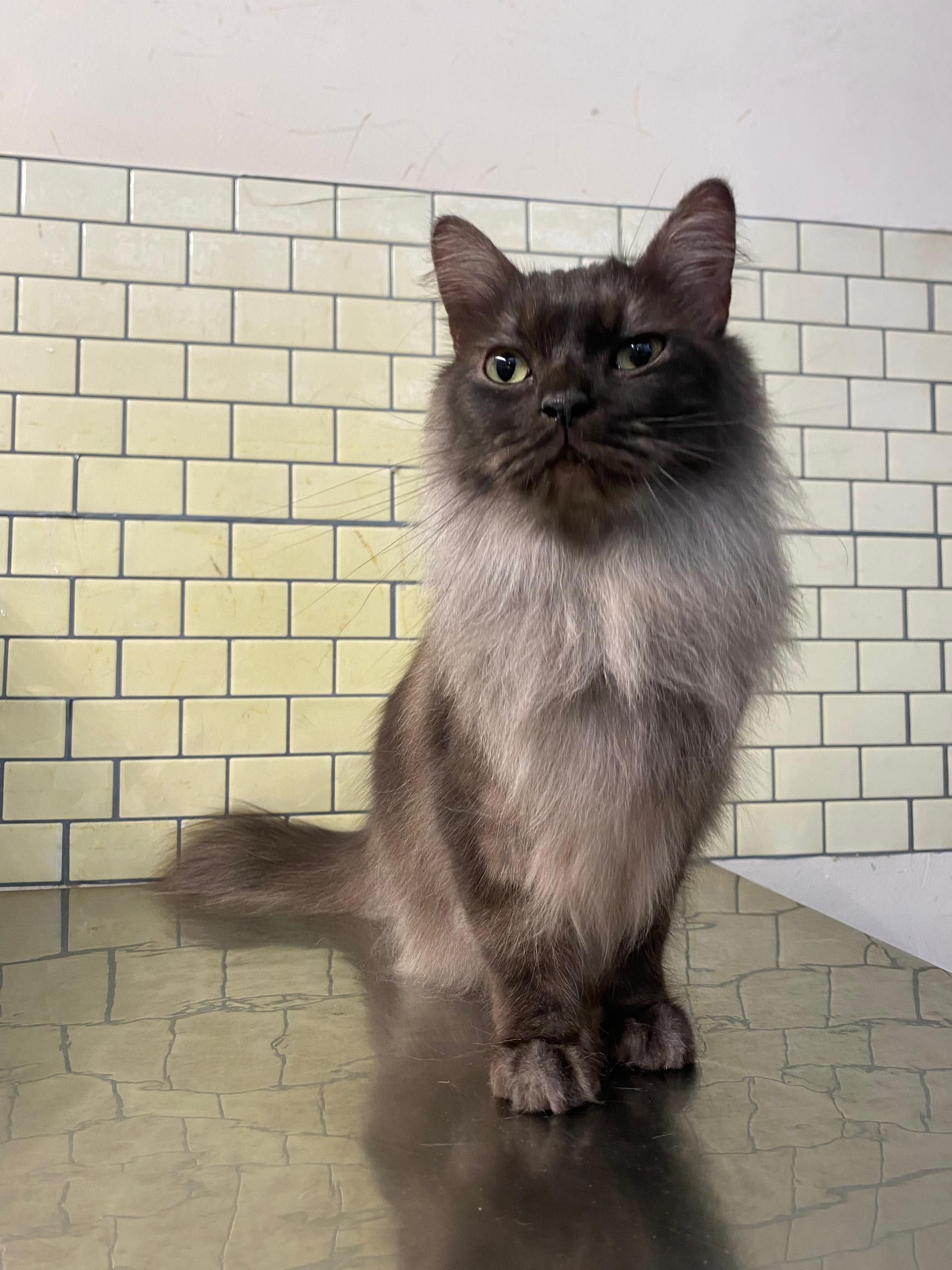 Oreo - 10 Jalan Kebun Nenas 2M/KS7 Bandar Putera, Klang