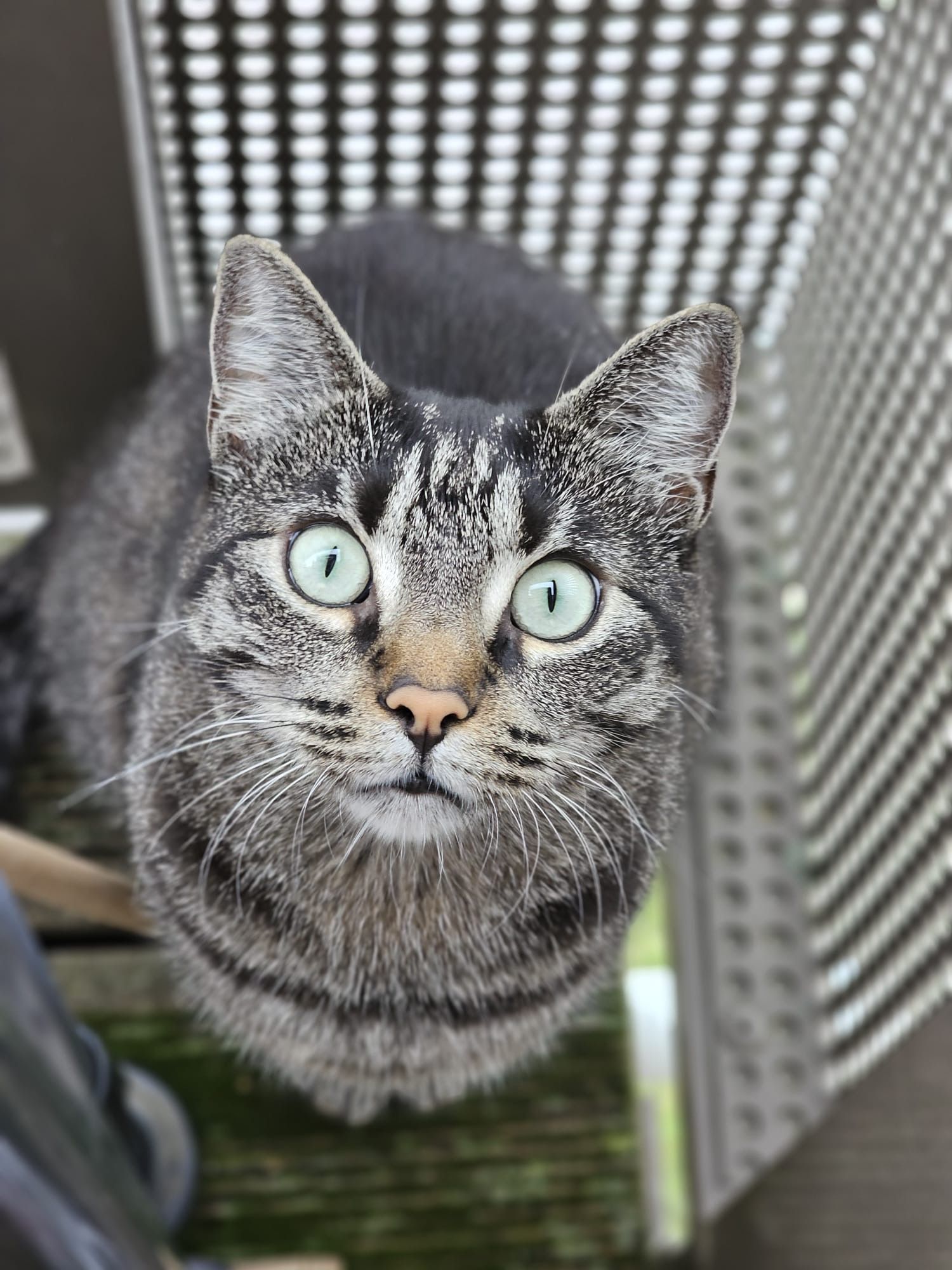 Lilly  - Carl-Dähne-Straße 26 14469 , Potsdam