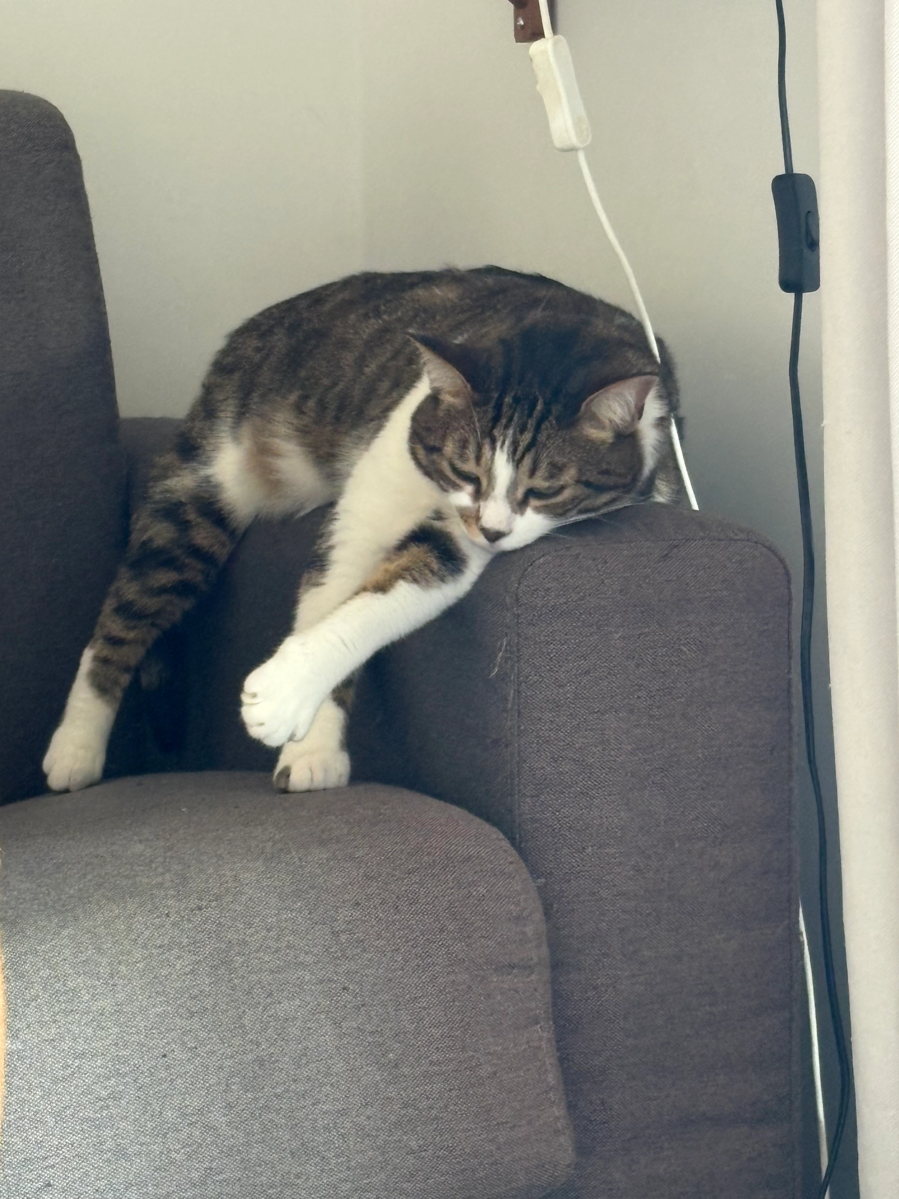 Rio - 54 Boulevard Gorbella, Nice