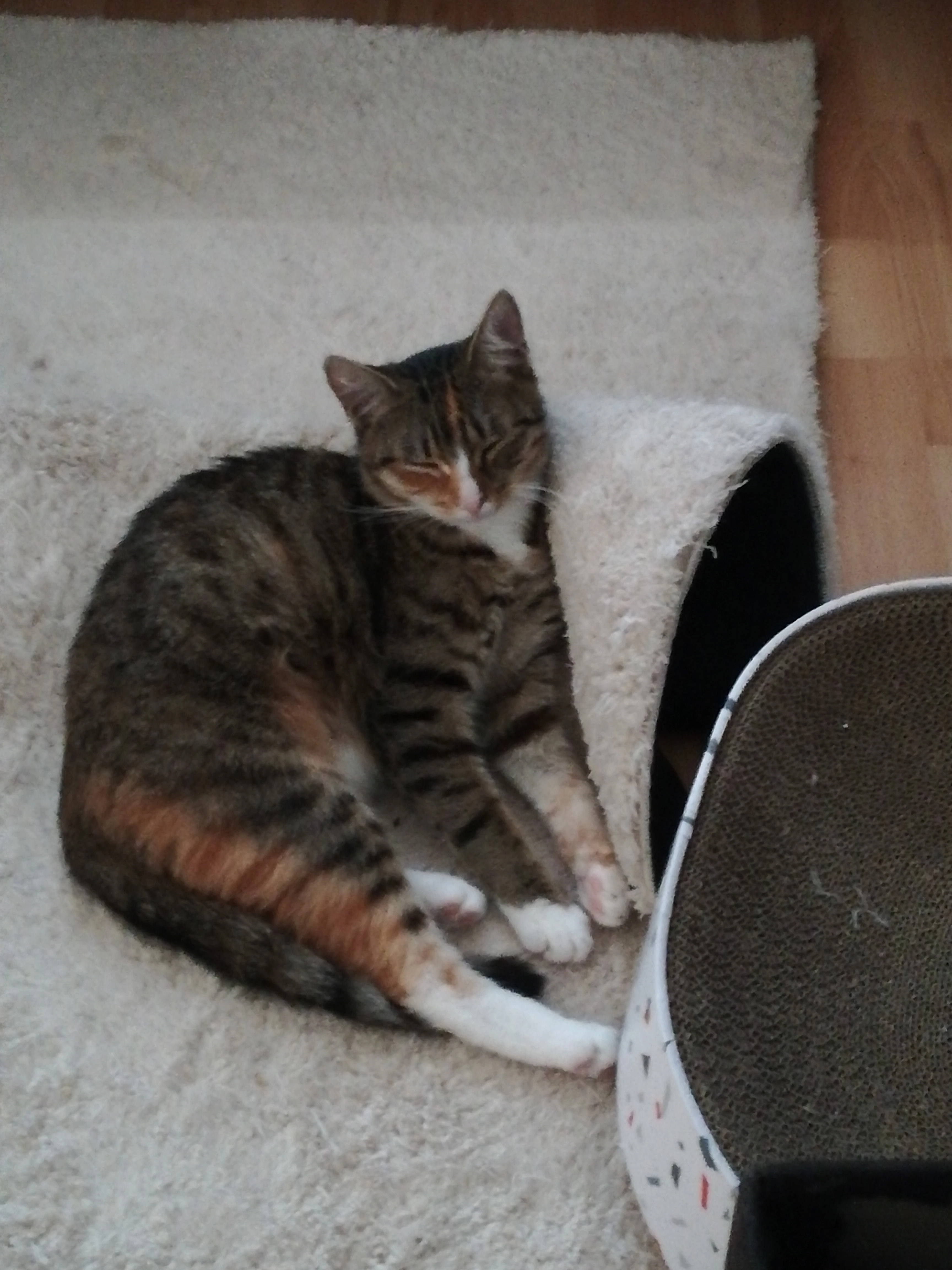 Lilly - Frauensteiner Straße, Freiberg