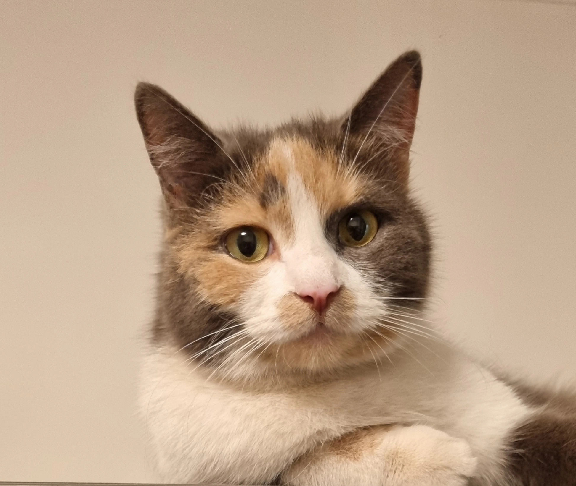 Tori - Buková, Praha