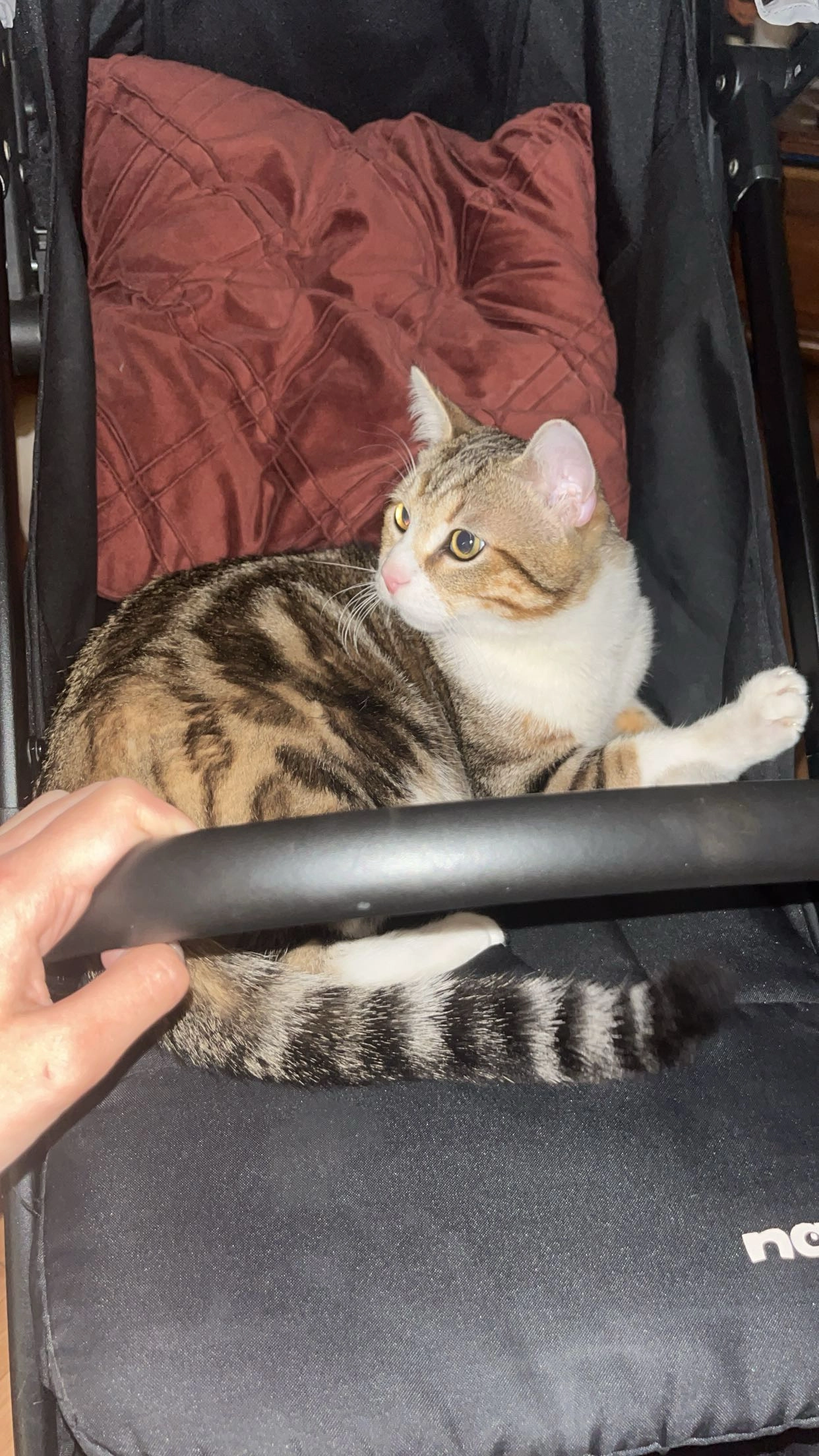 Gribouille  - 5 Rue Henri Dunant, Fontainebleau