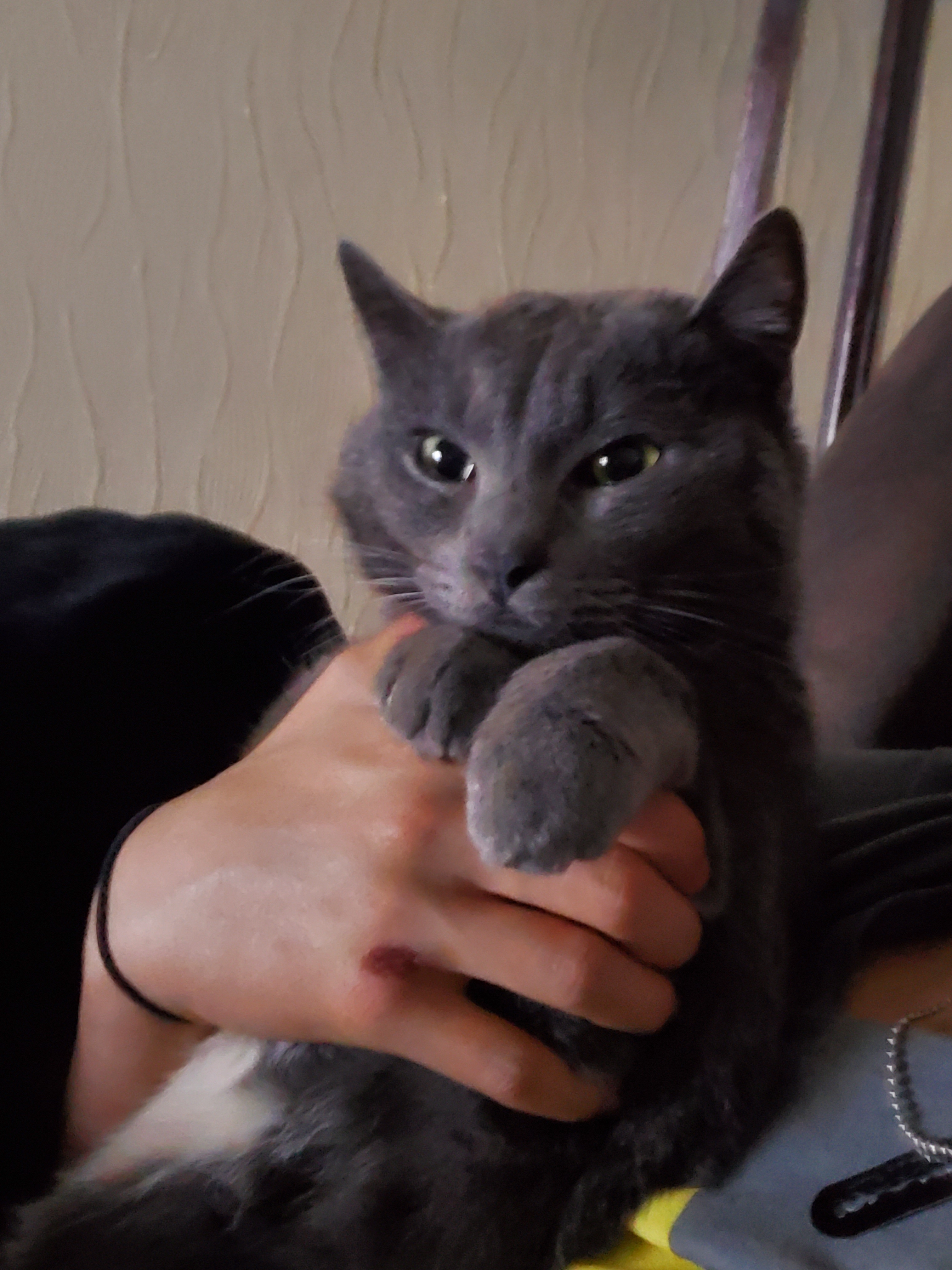 Chucky - 71 Rue de la Commanderie, Nancy