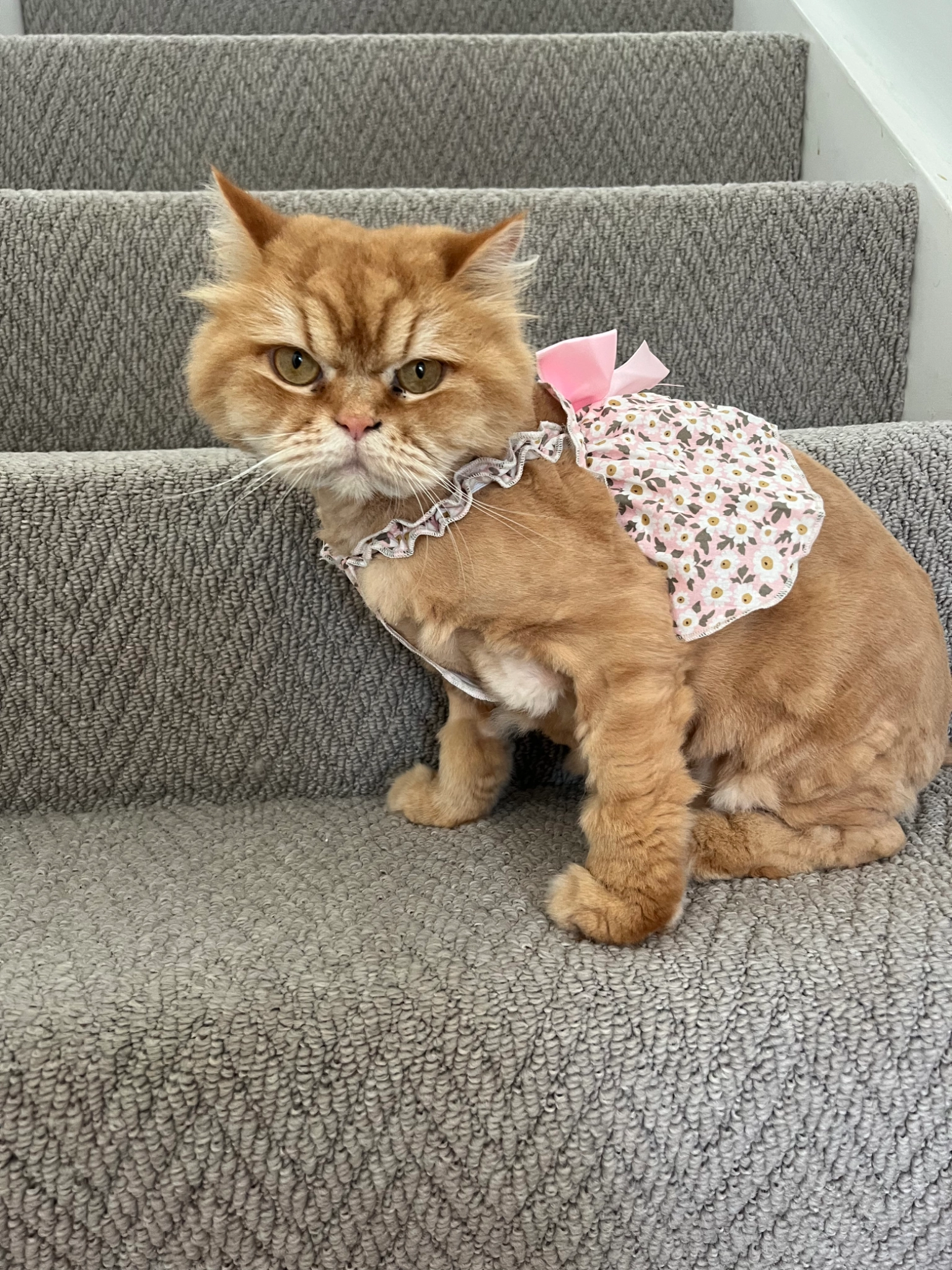 Kamoona - Stonechat Close, Liverpool