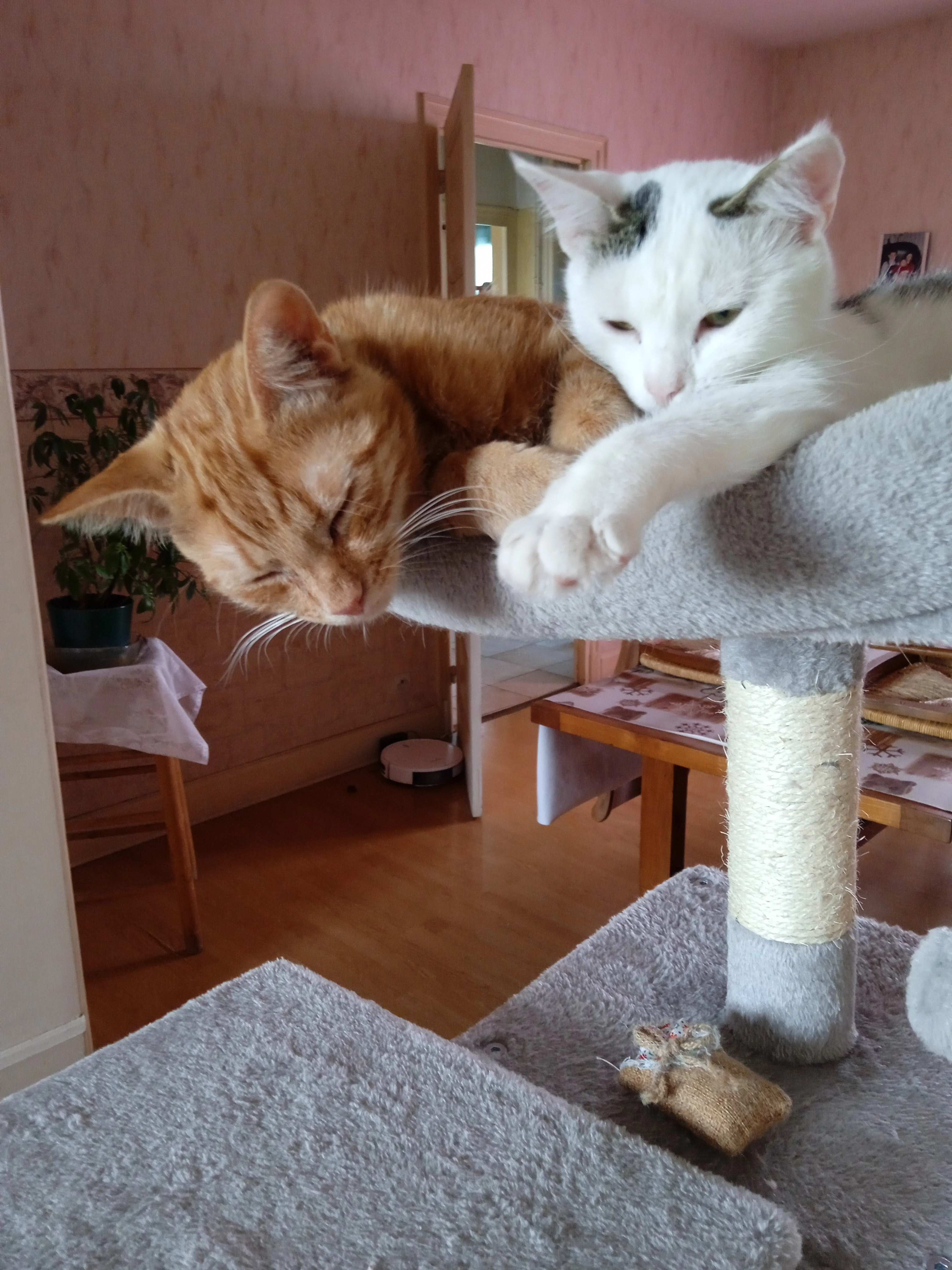 Apollon - Rue du Champ de Mars, Savigneux