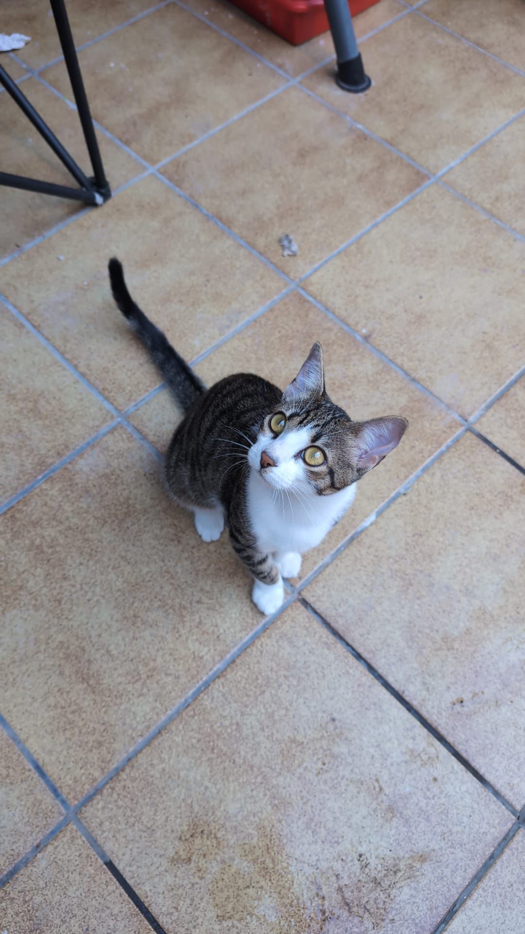 Simba - Carrer Genís Sala, Santa Perpètua de Mogoda