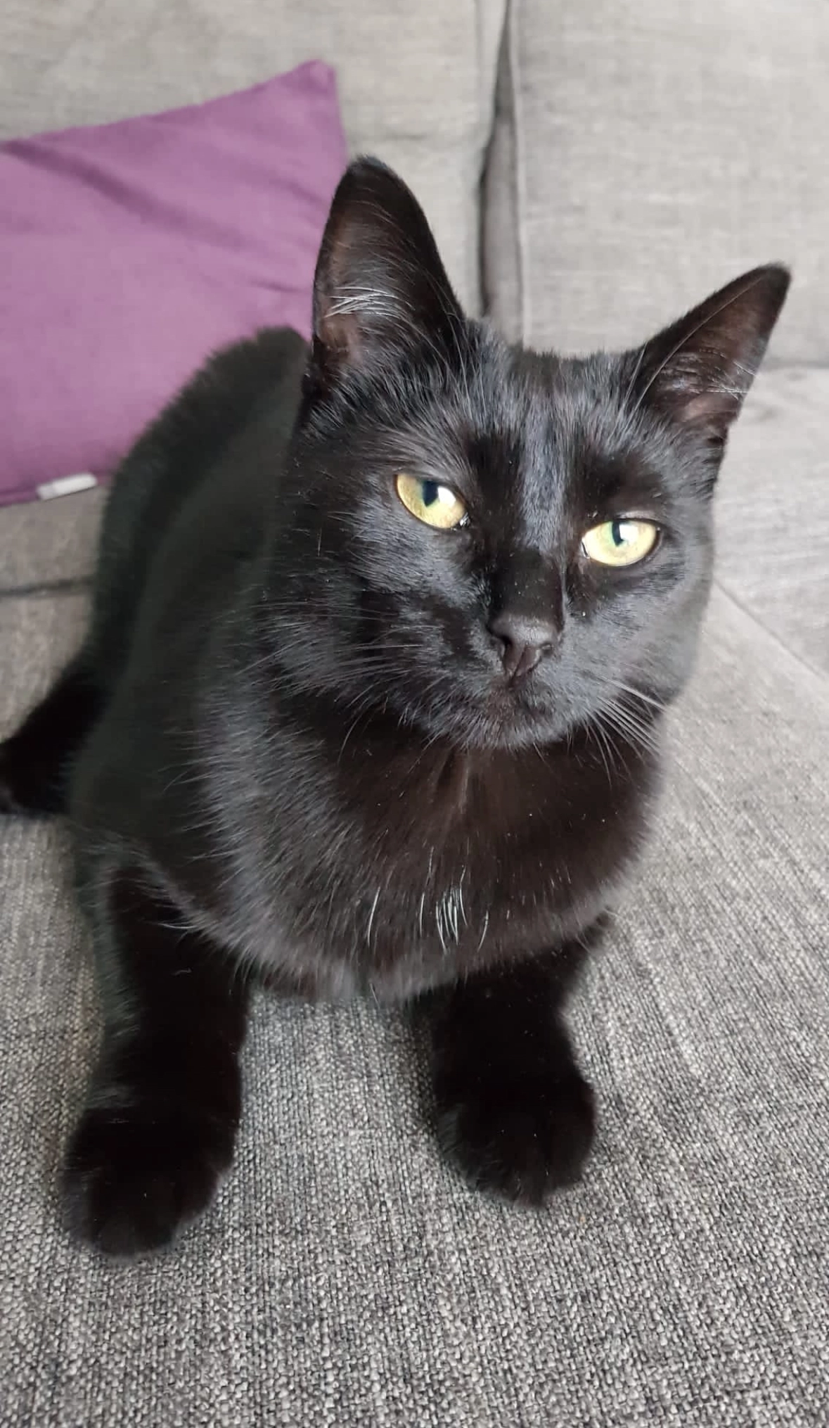 Kaatje - Goudenregenzoom, Zoetermeer