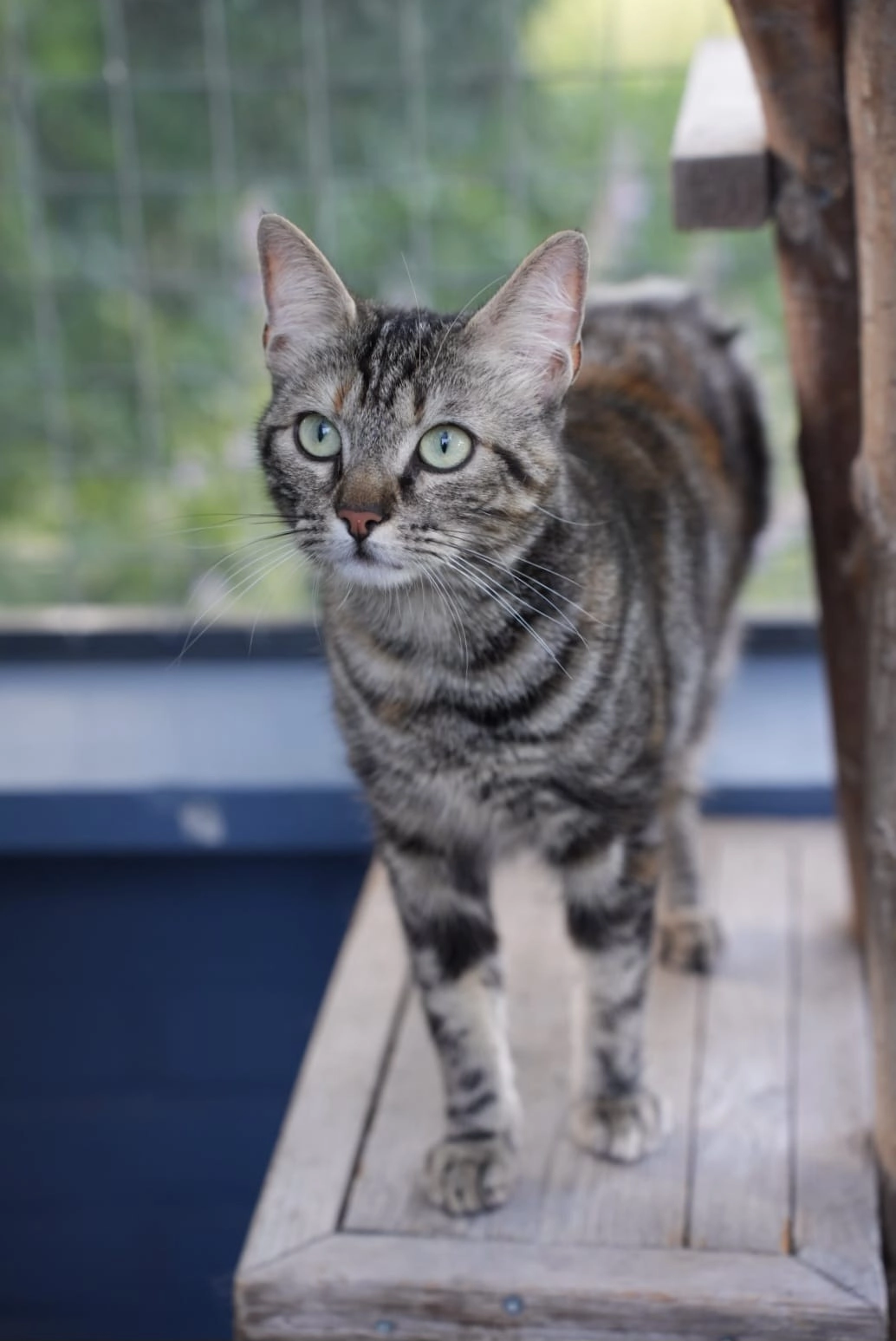 Norah - Anthonie Van Der Heimstraat, Zwolle