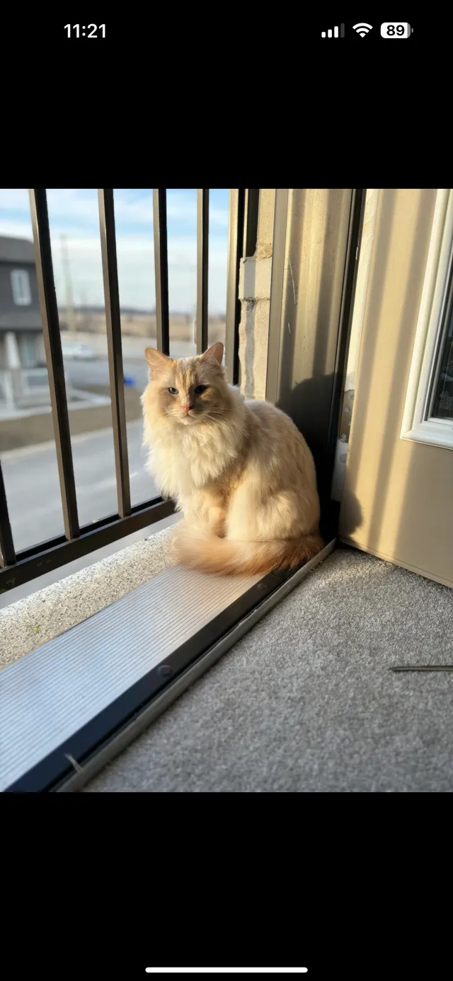 Loki - Northborough Road, Mitcham