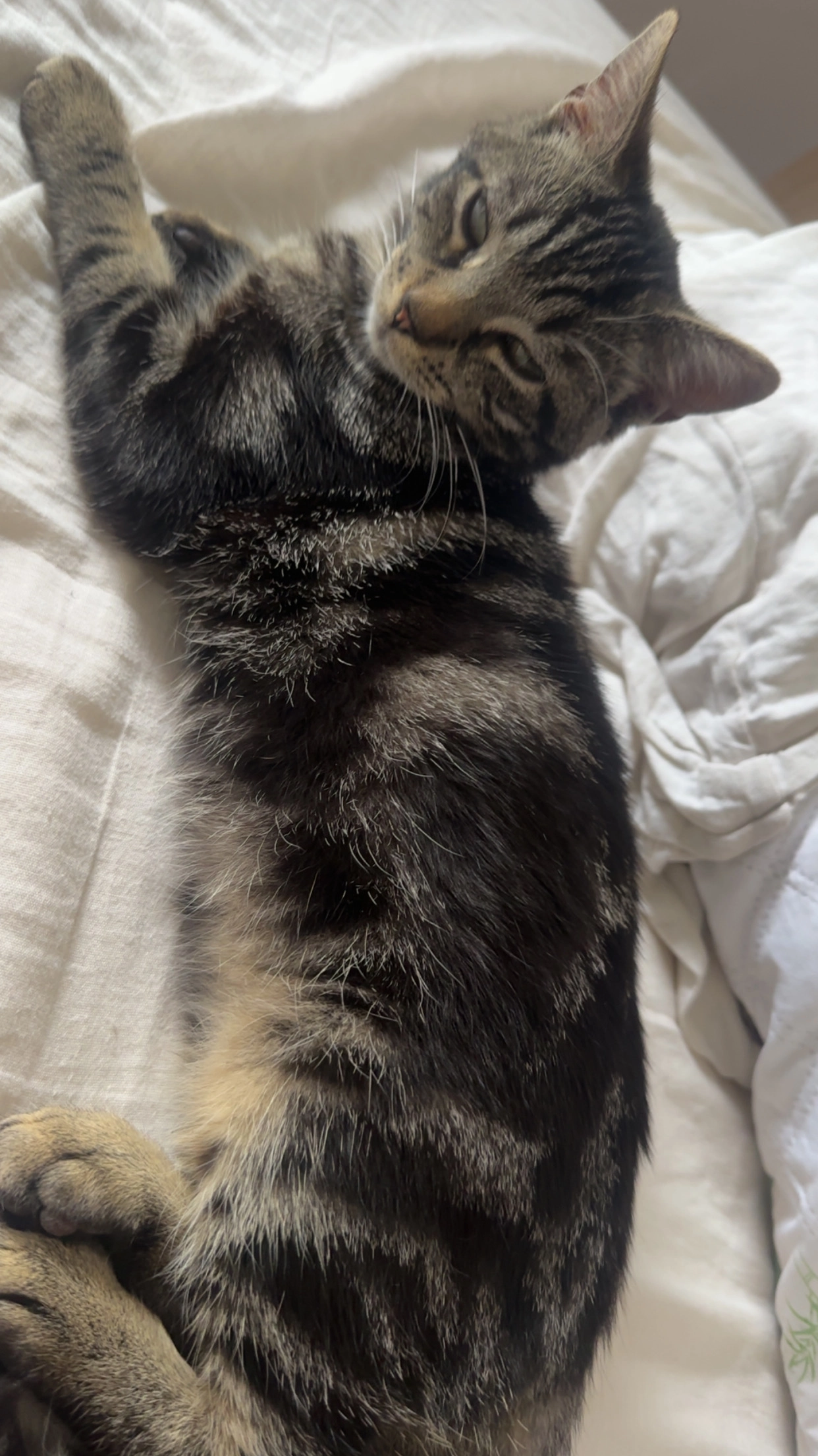 jack maow  - Rue Jean Jaurès-Résidence Charles Péguy, Beuvrages