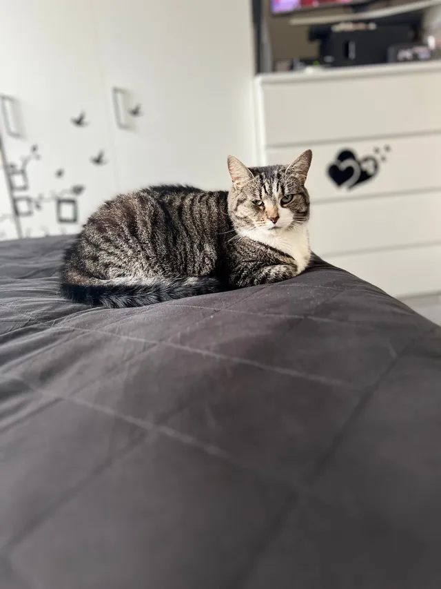 Pisi(registered at vet as Gucci) - Lady Alesford Avenue, Stanmore