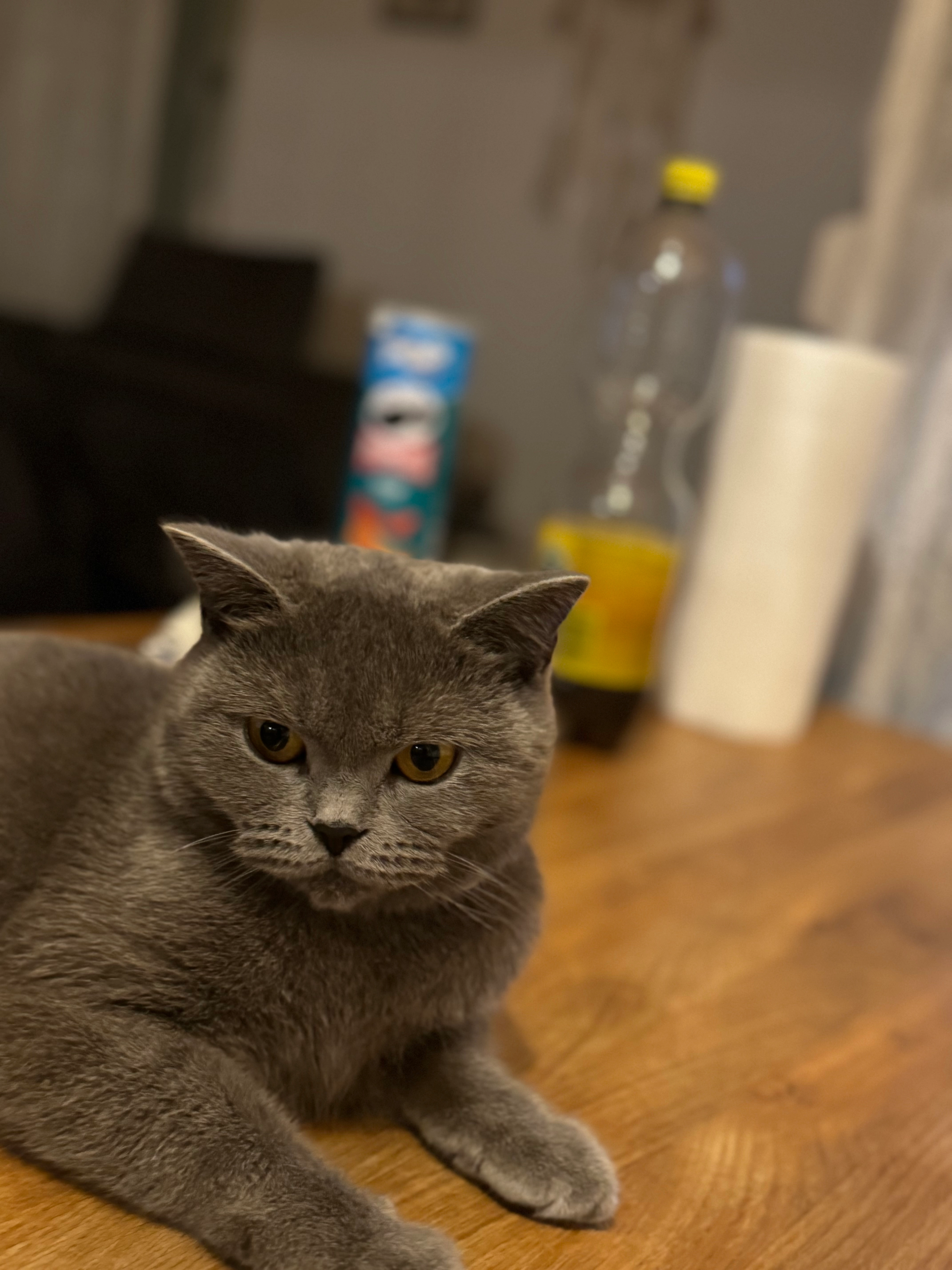 Mila - Blattur, Götzis