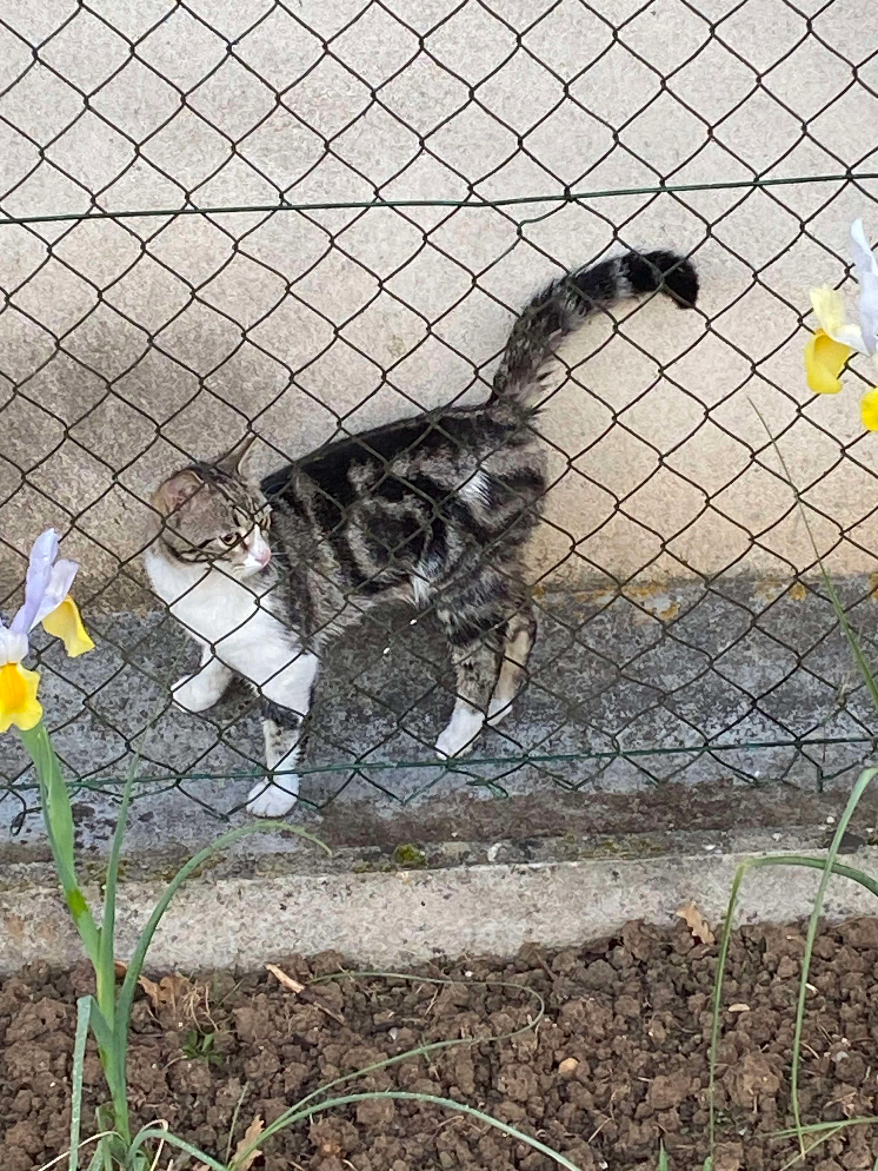 Cookie  - 47 Rue de la Groie, Cognac