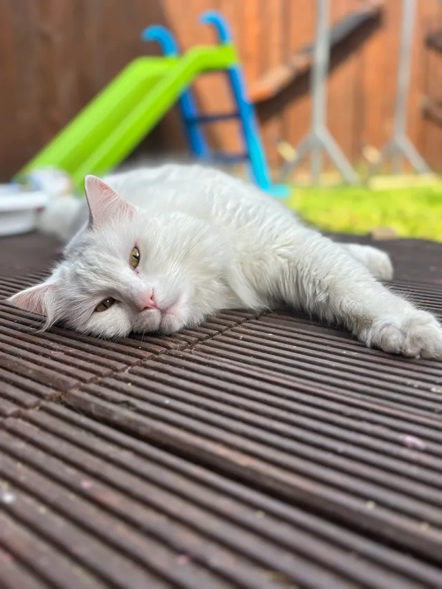 Missing Cat - North Road, London