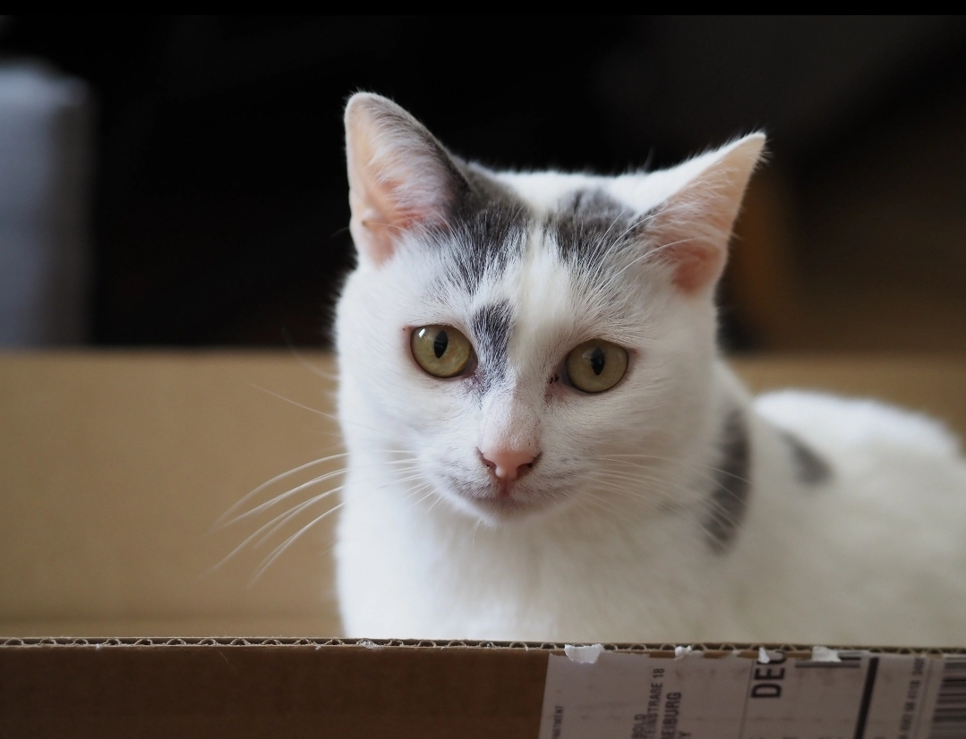 Lou Renate - Ferdinand-Weiß-Straße, Freiburg im Breisgau