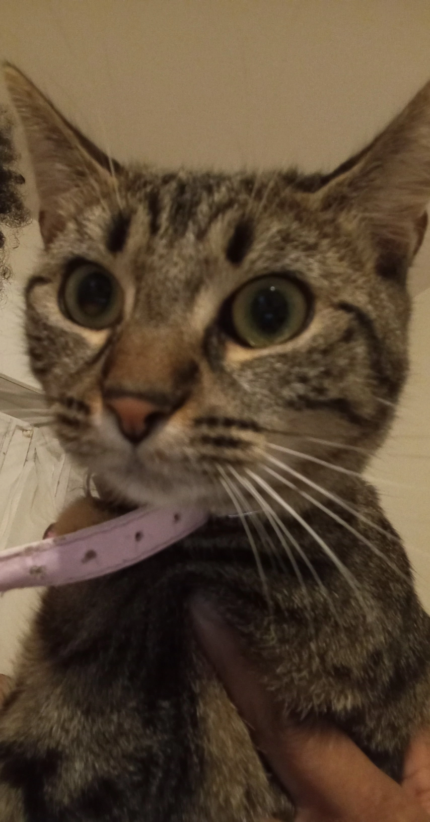 Charlotte - 77160, Provins