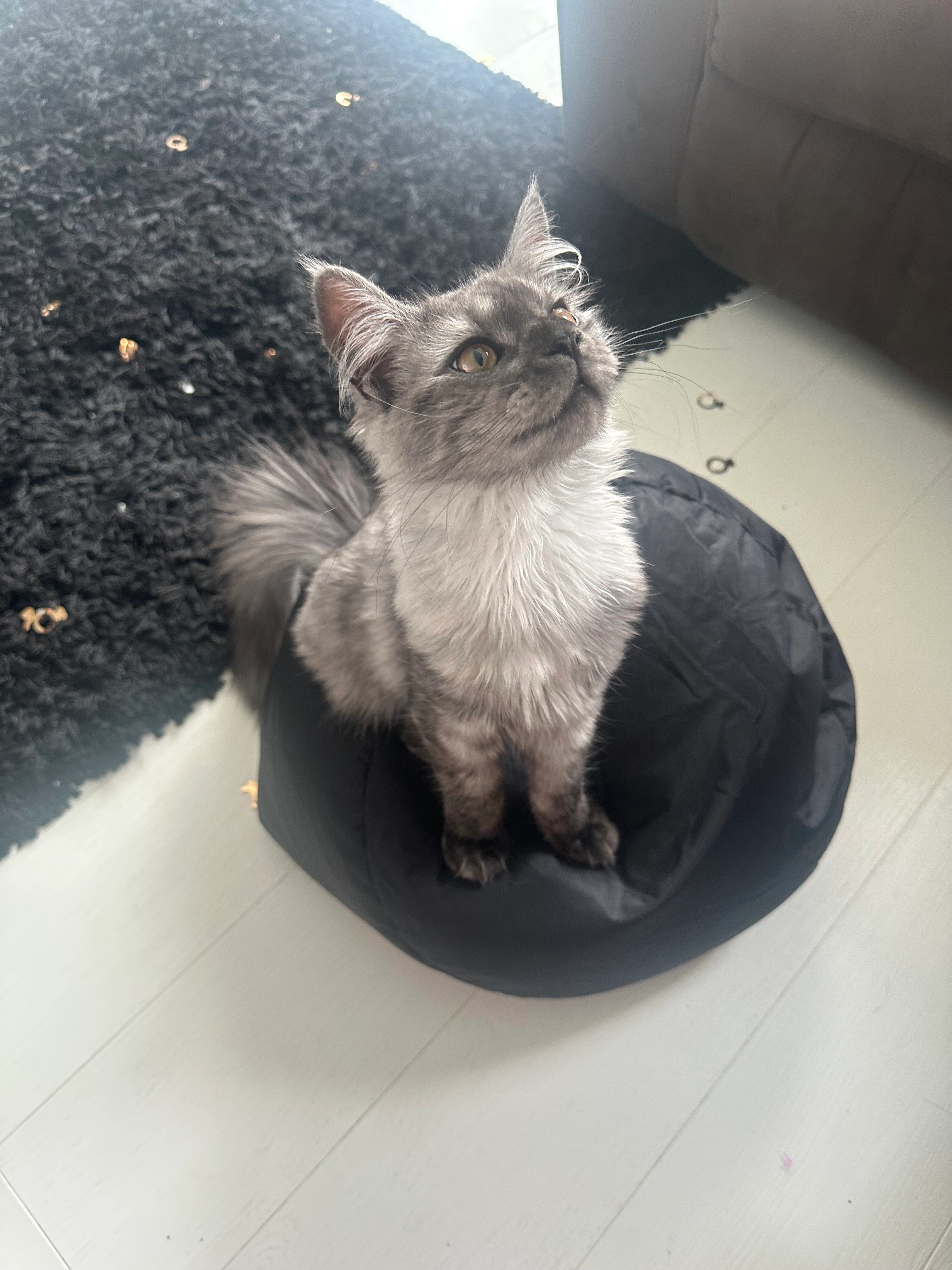 Lilly - Brooksbank Gardens, Elland