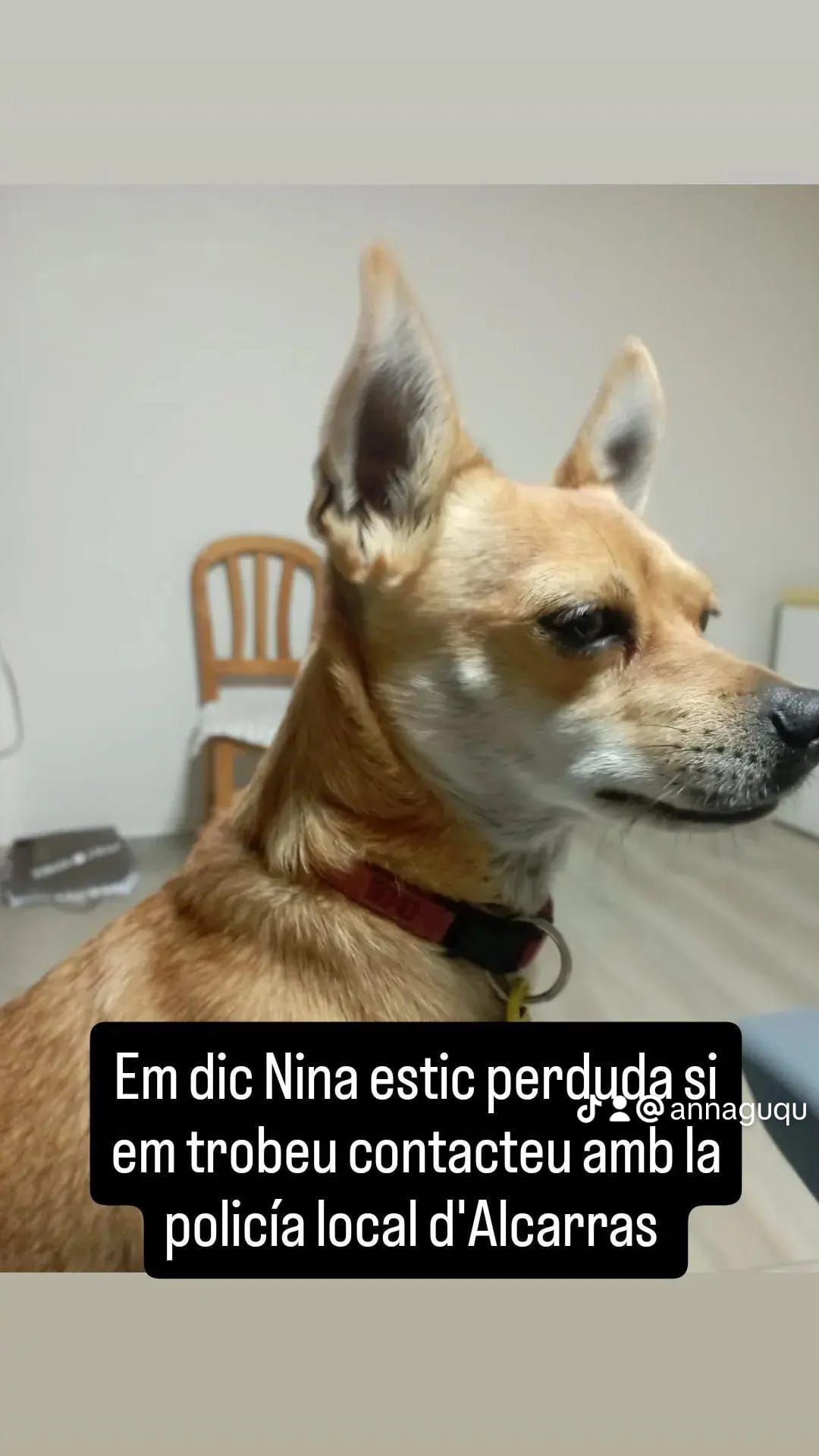 Nina - Camí De La Via, Alcarràs