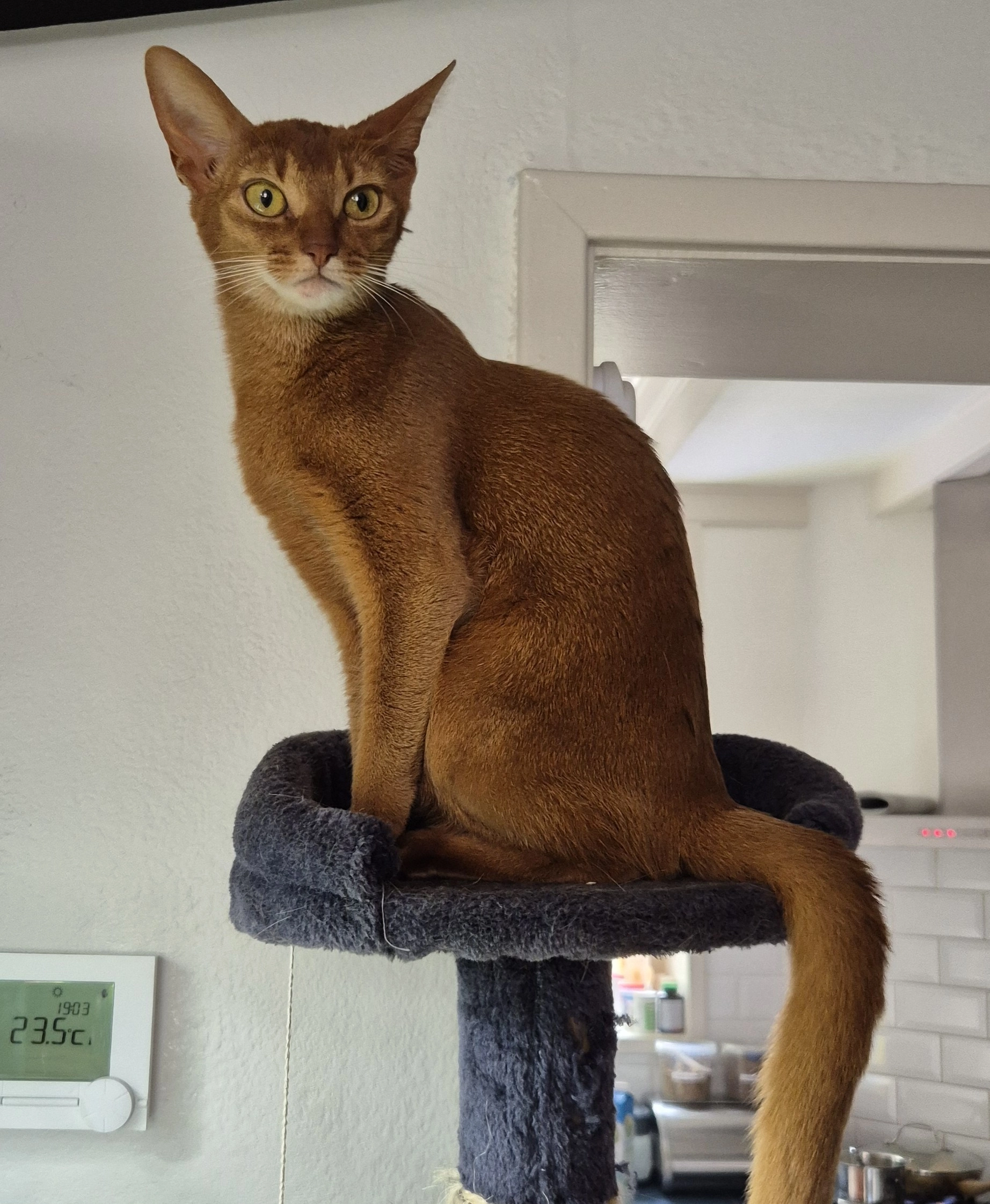 Found Cat - Eendrachtstraat, Middelharnis