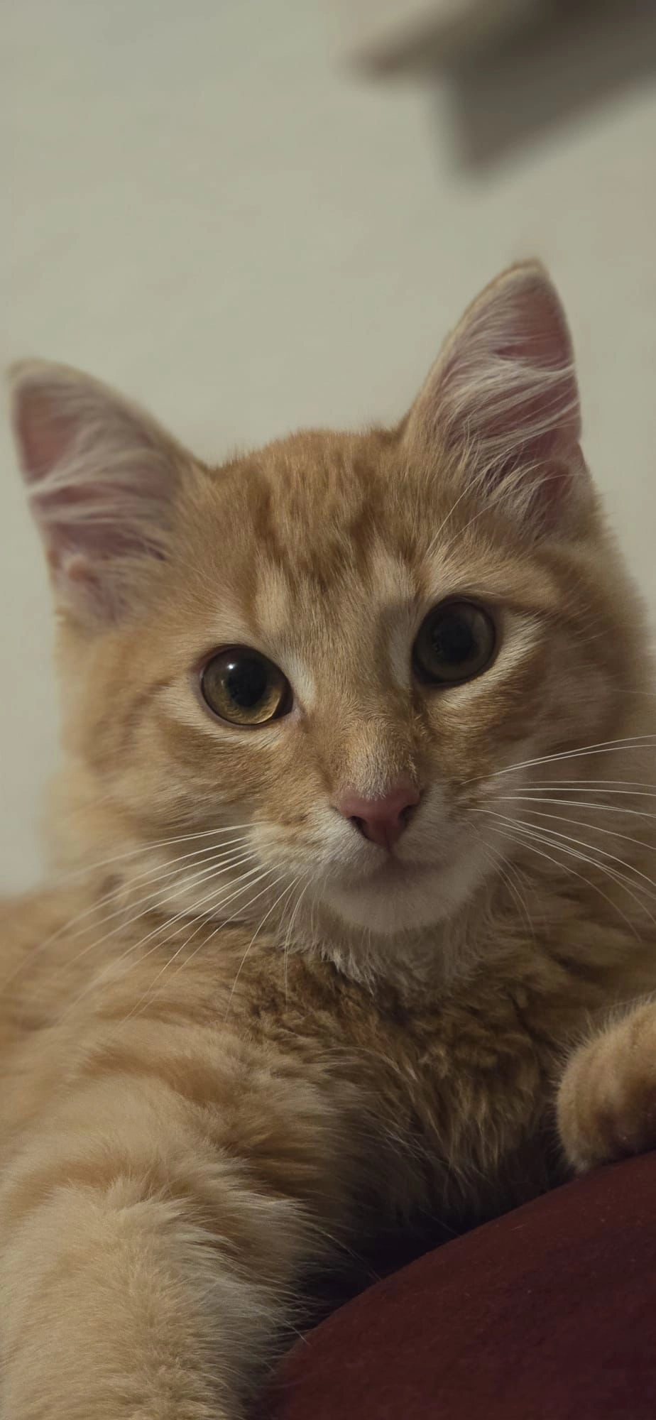 Bobby  - Geibelstraße 9, Dresden