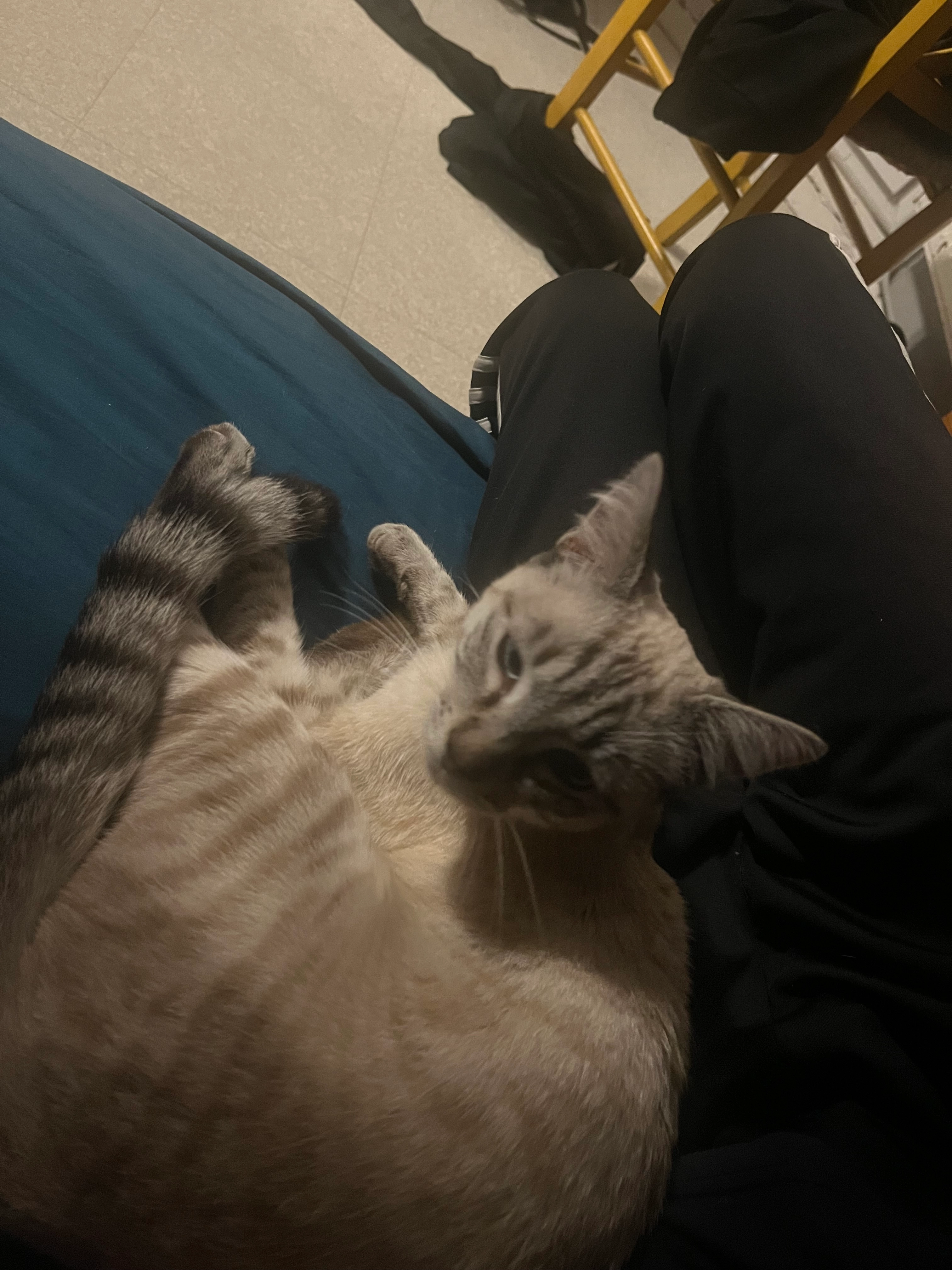 Benzebut  - Allée des Mimosas, Saint-Jean-Bonnefonds