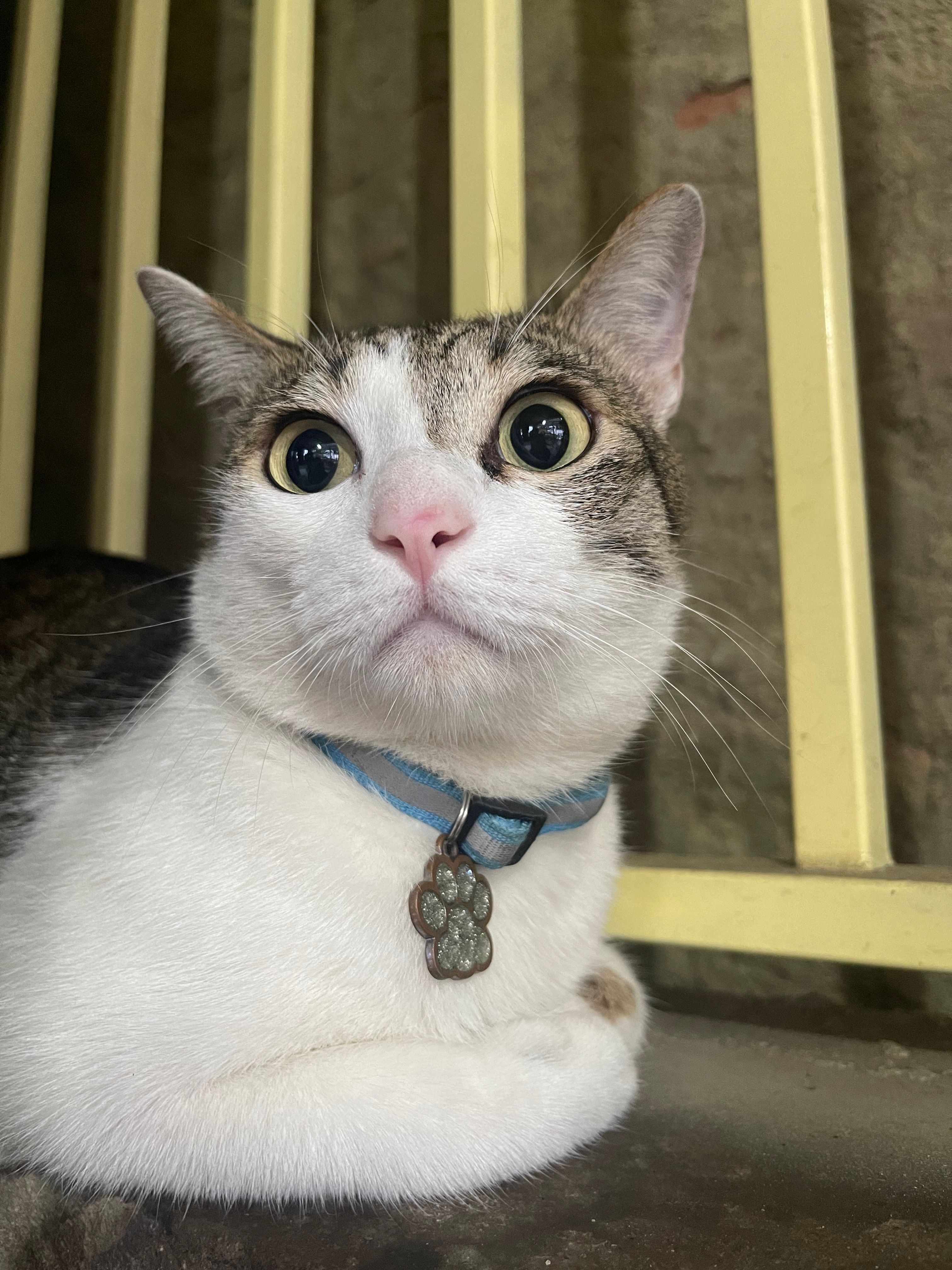 Hoàng - đường Nguyễn Biểu, Vinh