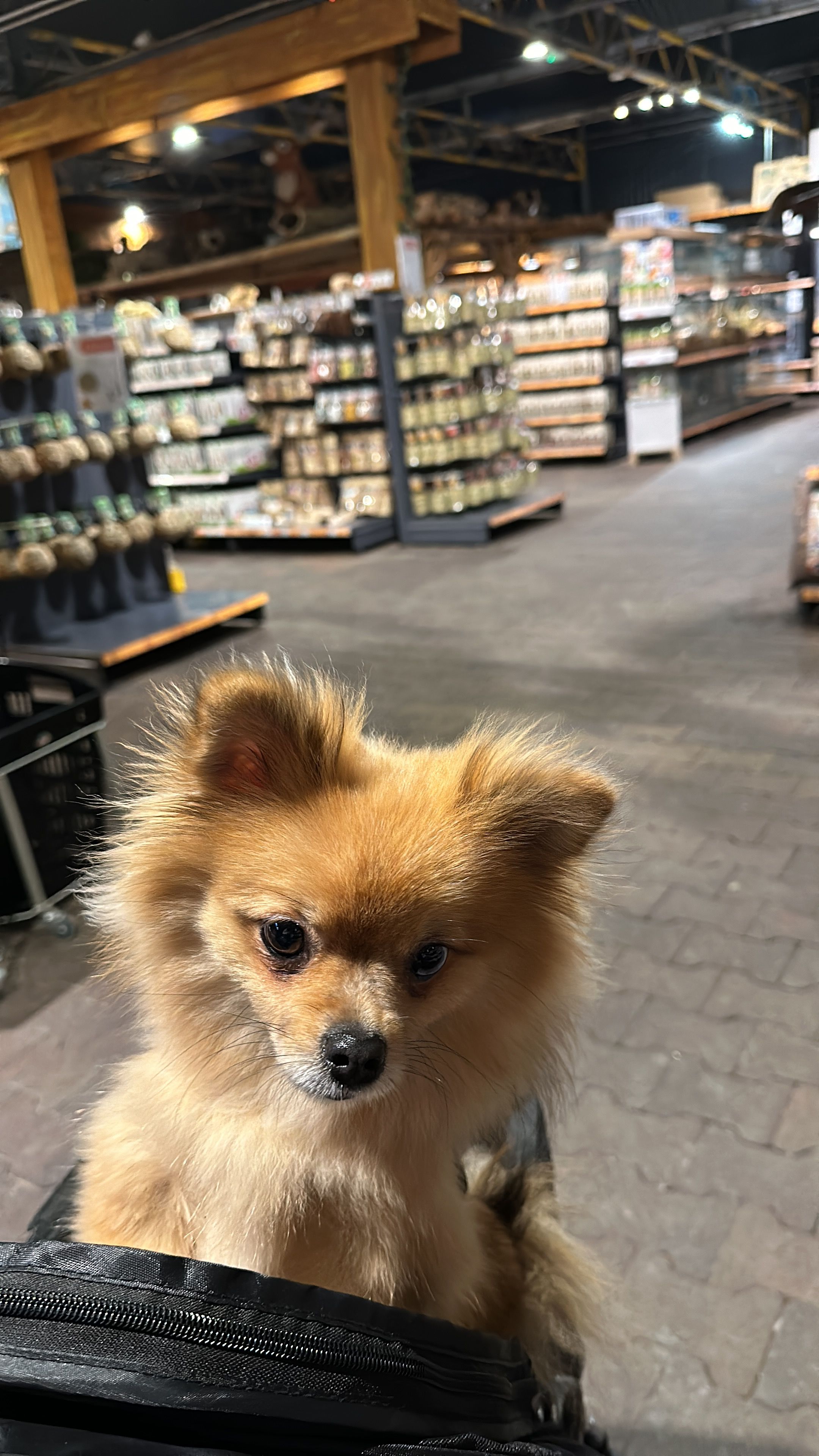 Bella - Hondsdraf, Zwaag