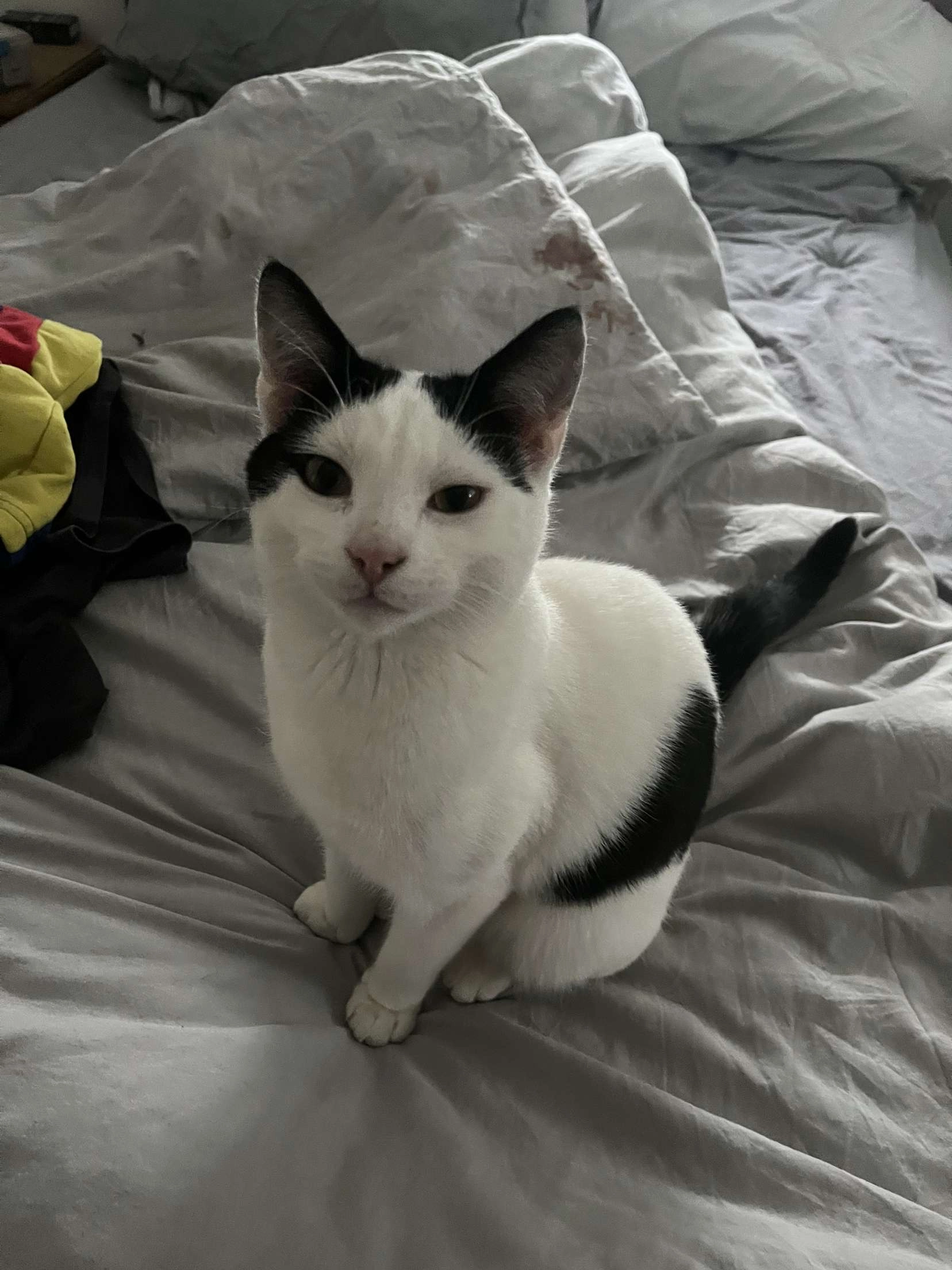 Little man - CF24 4, Cardiff