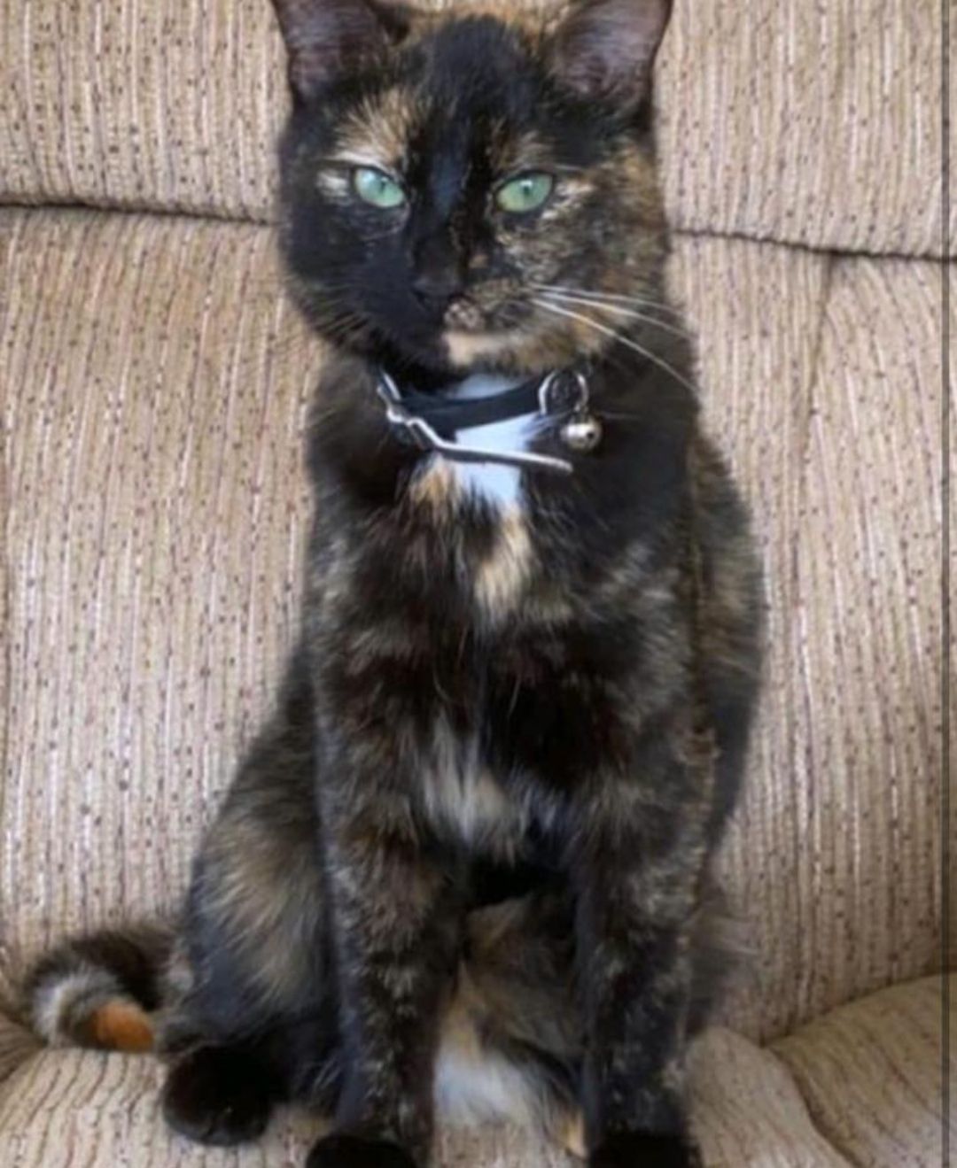 Sootie - L7158, Athenry