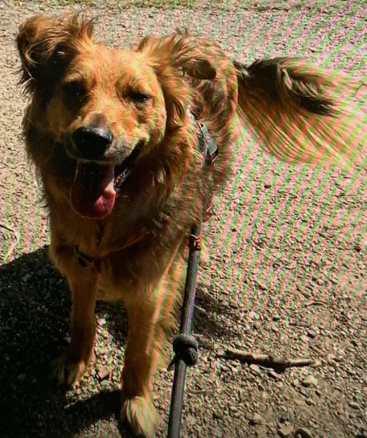 Noce  - Vondelpark, Amsterdam