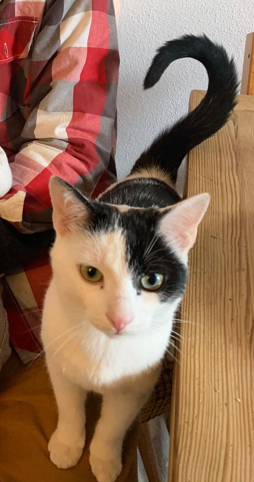 Kater - Kalkofenweg, Marktredwitz