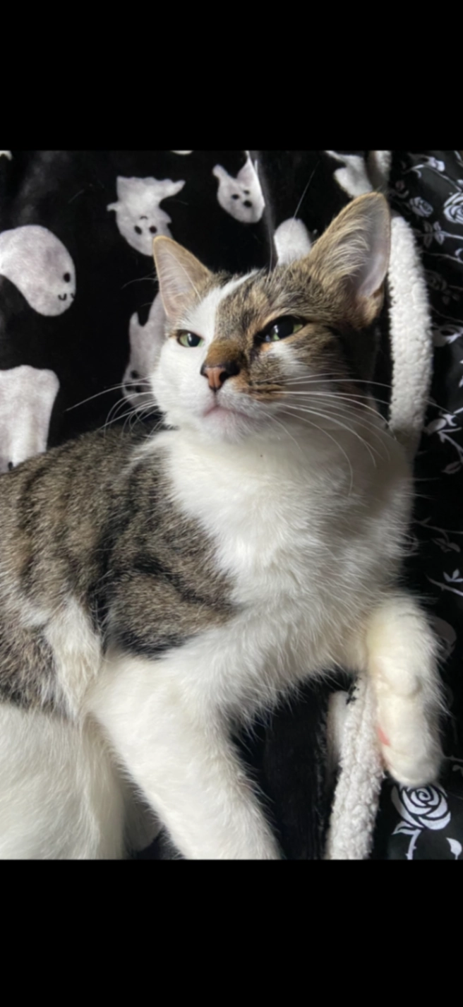 Burt/Bertie - Elmslac Road, York