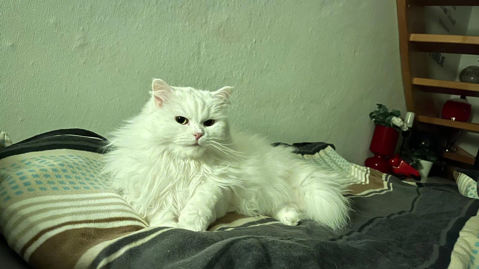 Lilly - Birkenstraße, Luckenwalde