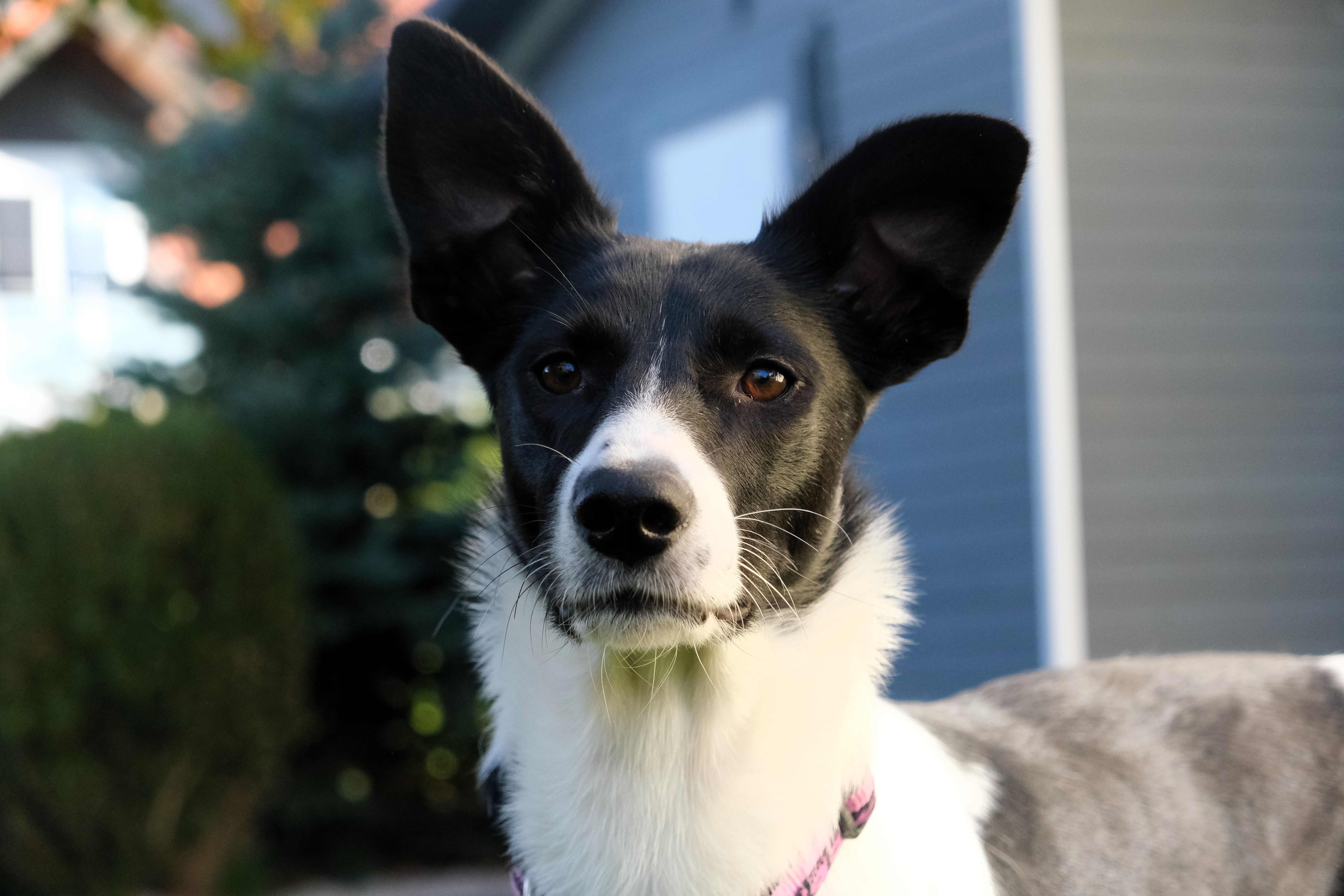 Morena - Laimbach, Allershausen